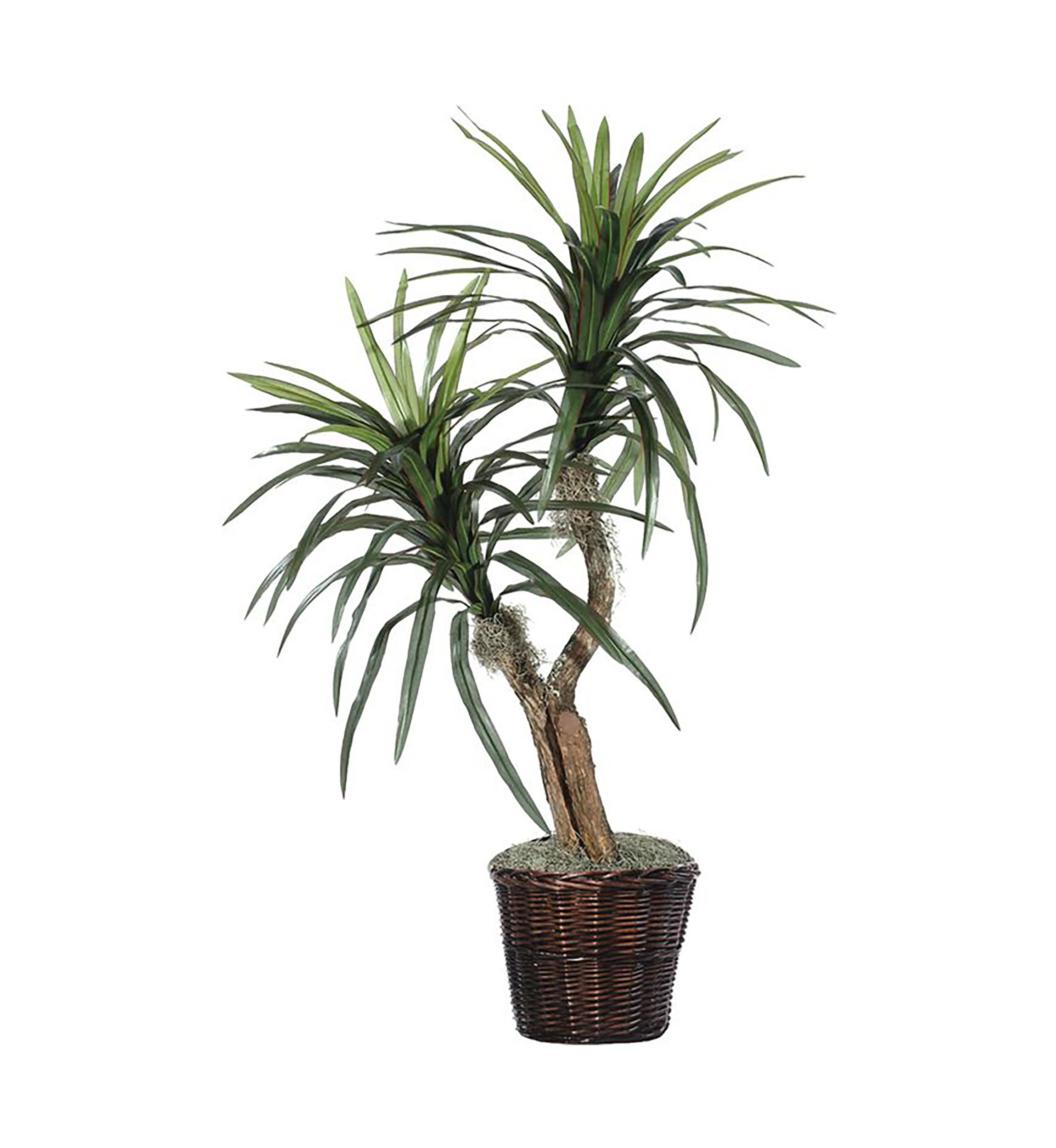 Artificial Marginata Bush, Rattan Basket