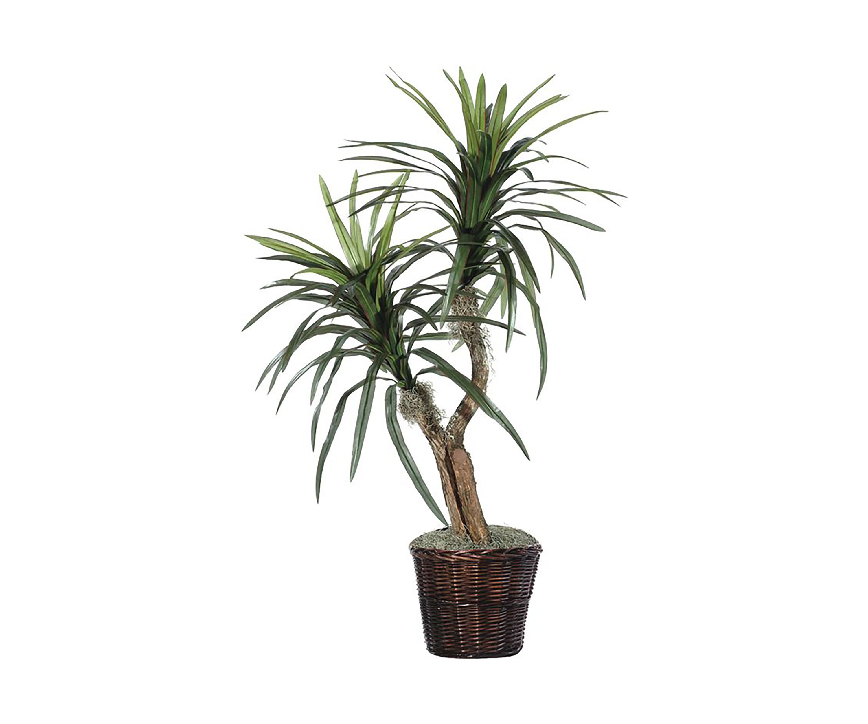 Artificial Marginata Bush, Rattan Basket