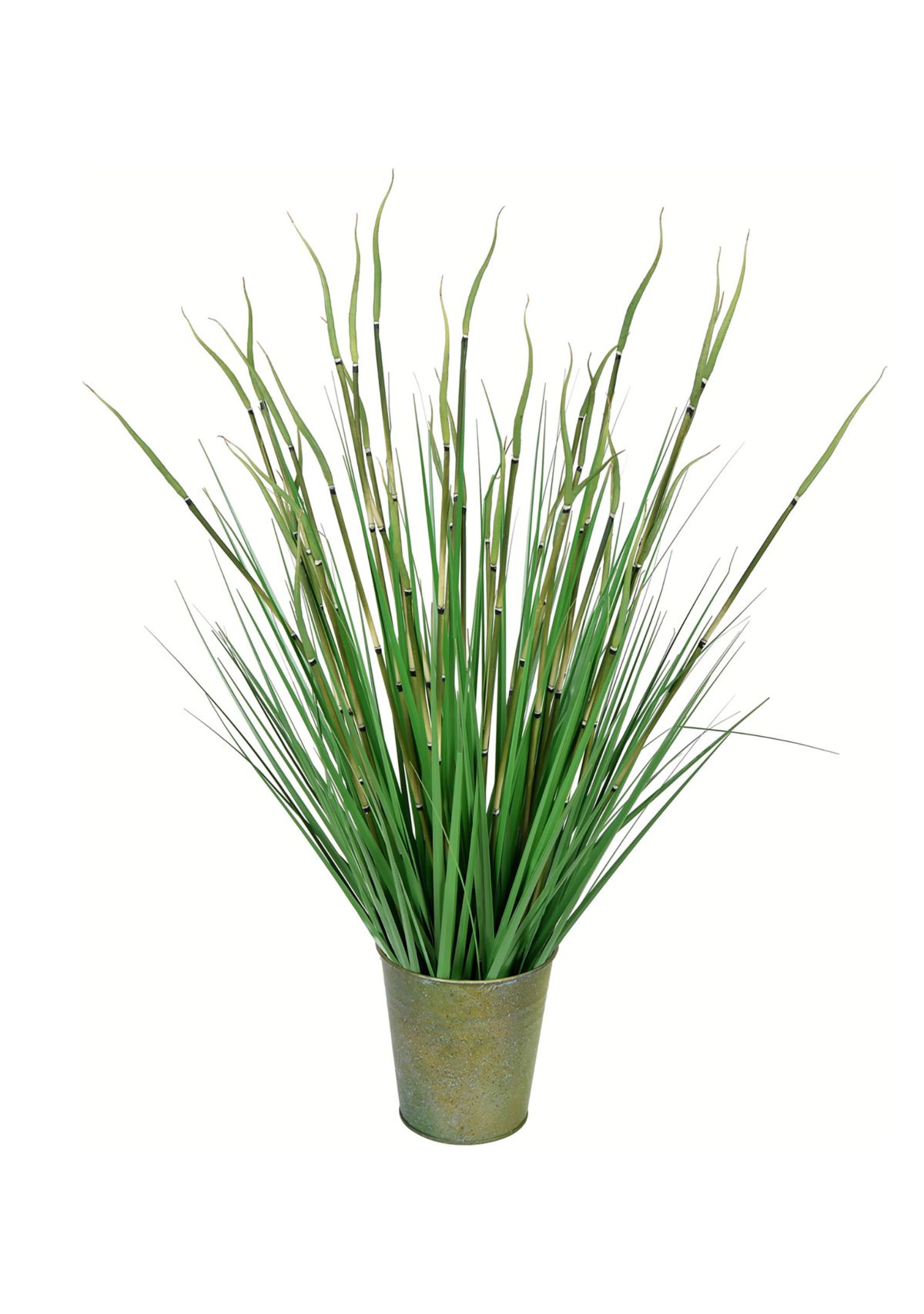 Potted Green Reed Grass