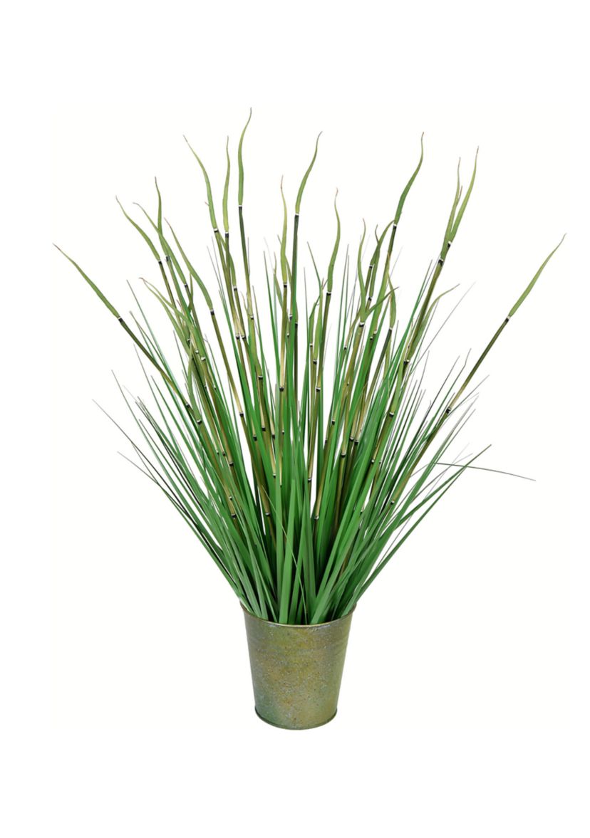 Potted Green Reed Grass