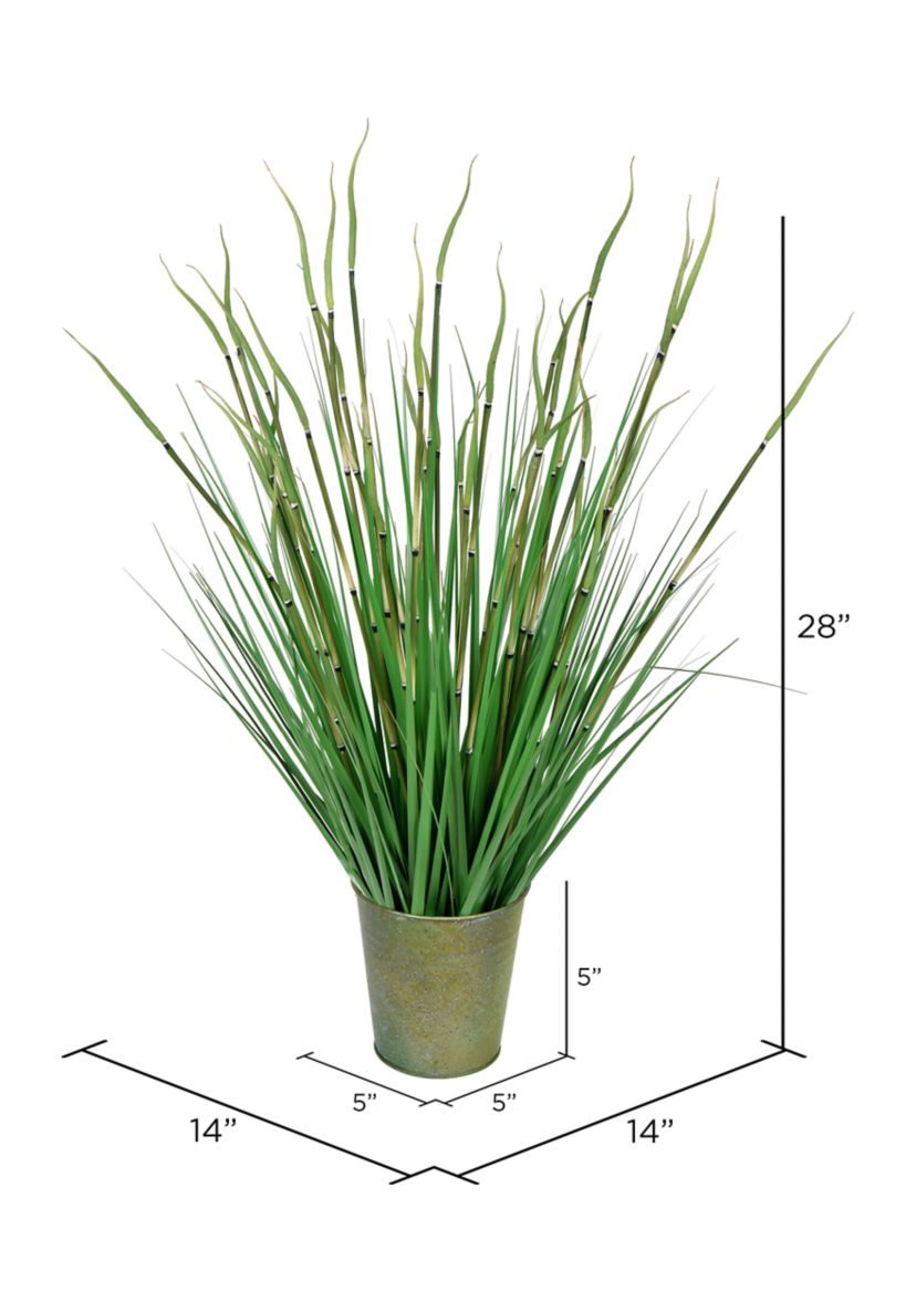 Potted Green Reed Grass