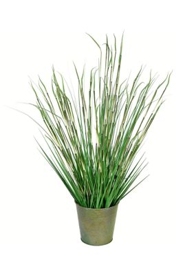 Vickerman Potted Green Reed Grass