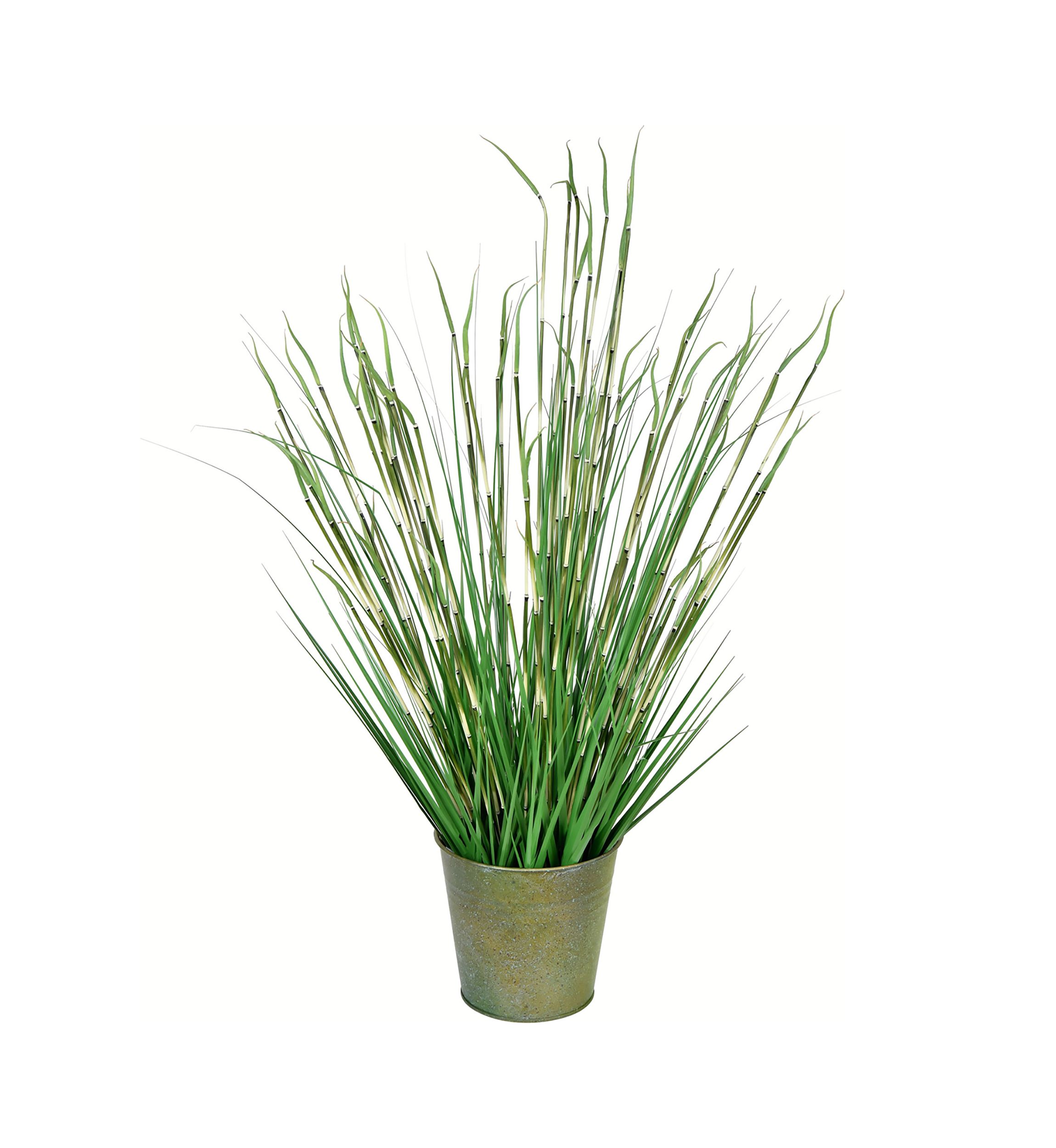 Potted Green Reed Grass