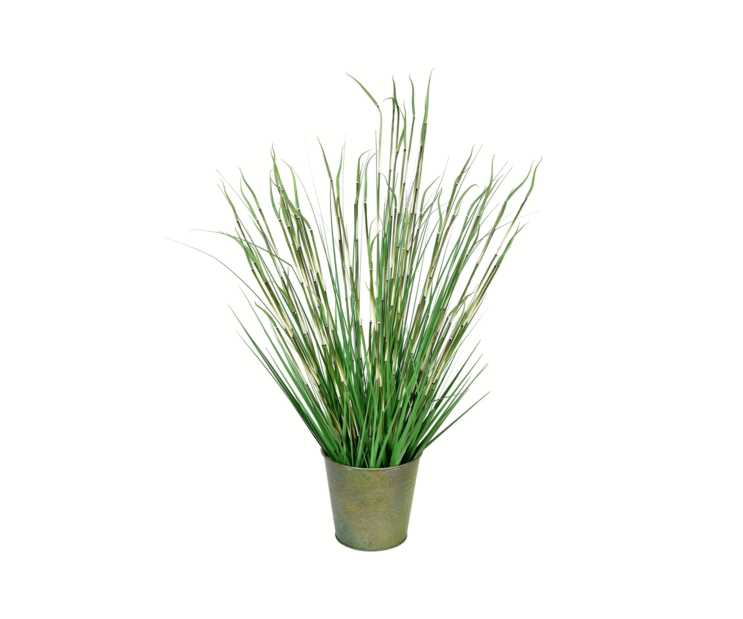 Potted Green Reed Grass