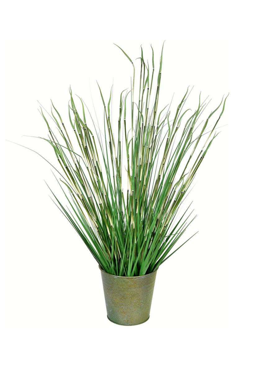 Potted Green Reed Grass