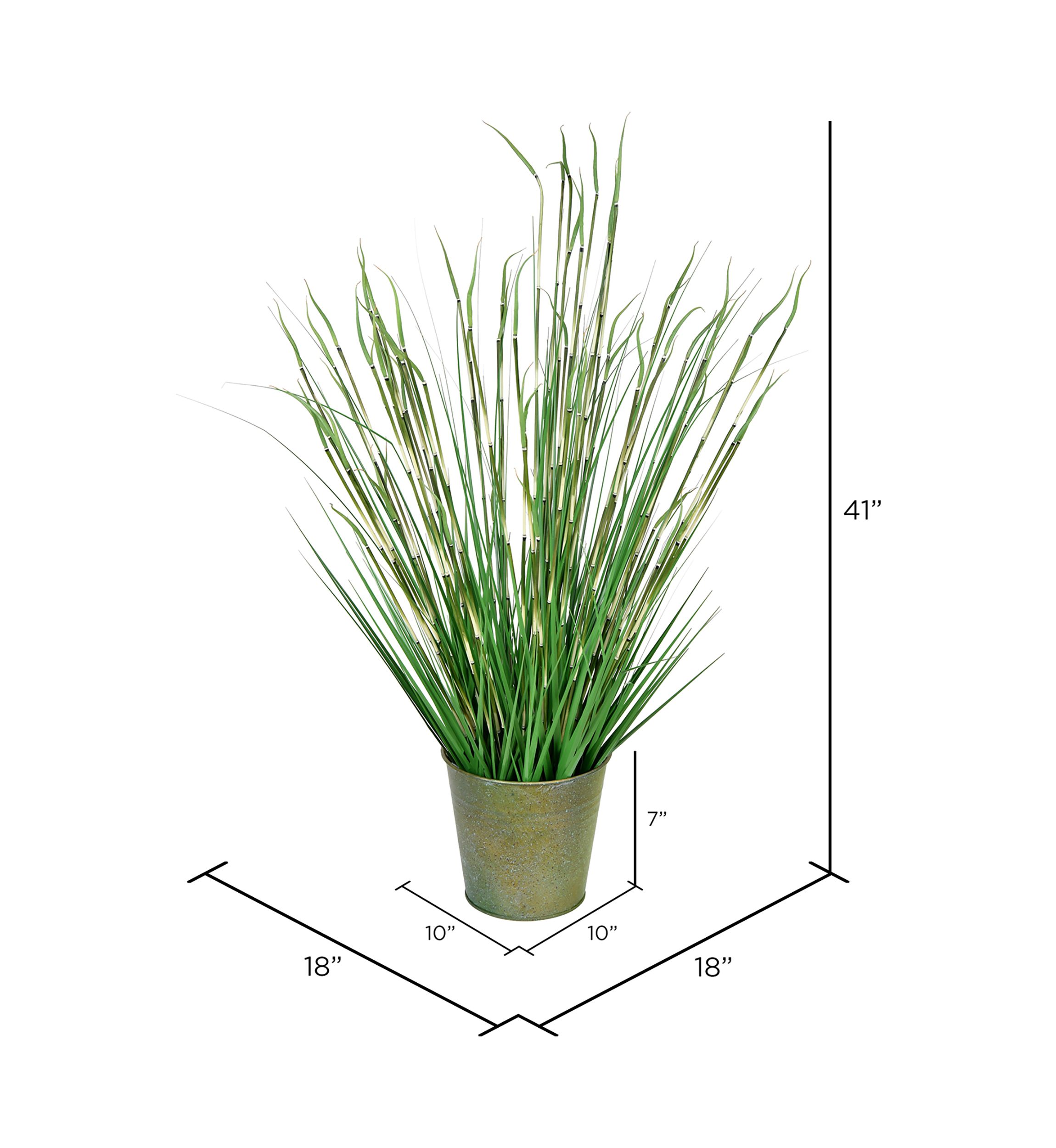 Potted Green Reed Grass