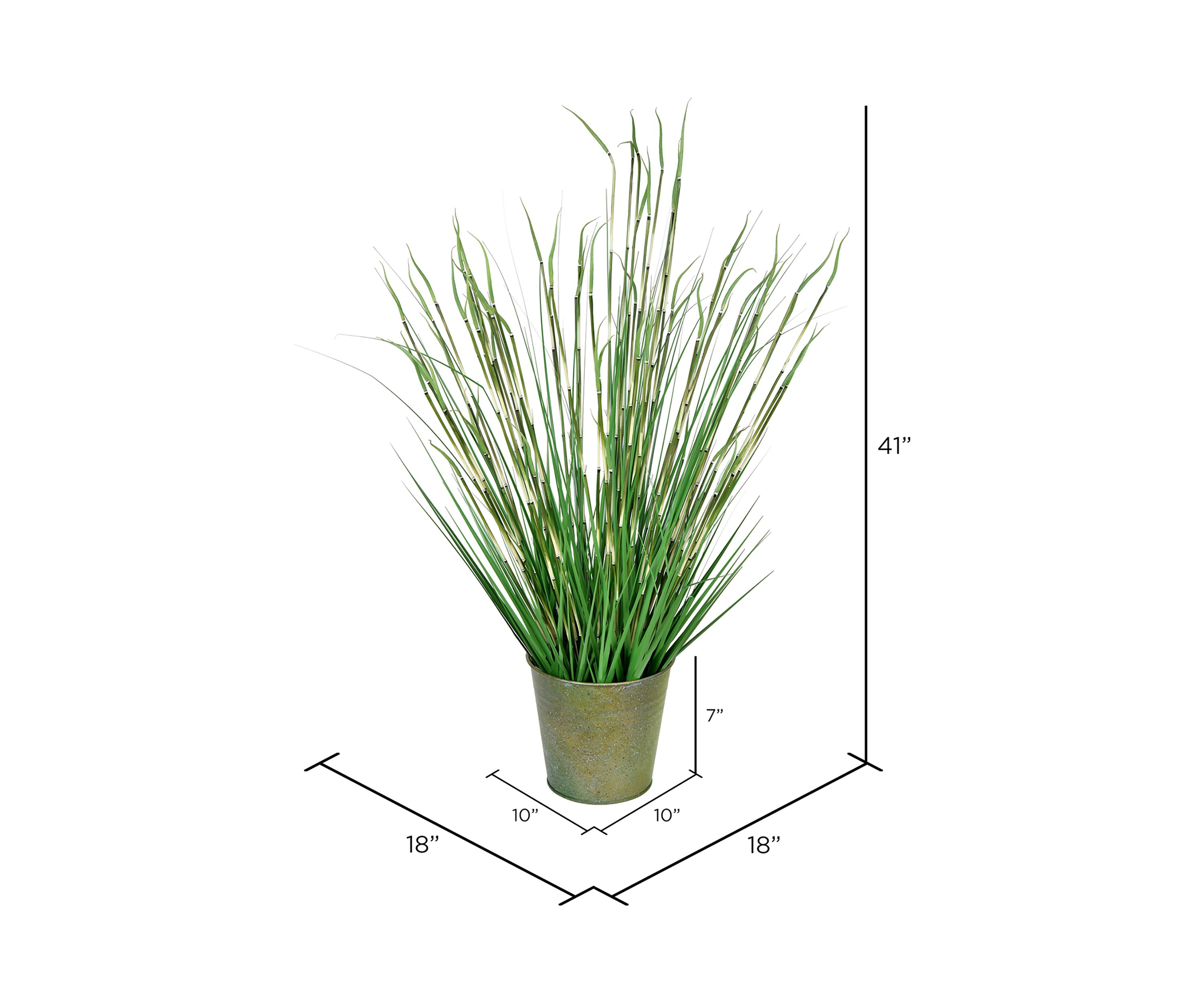 Potted Green Reed Grass