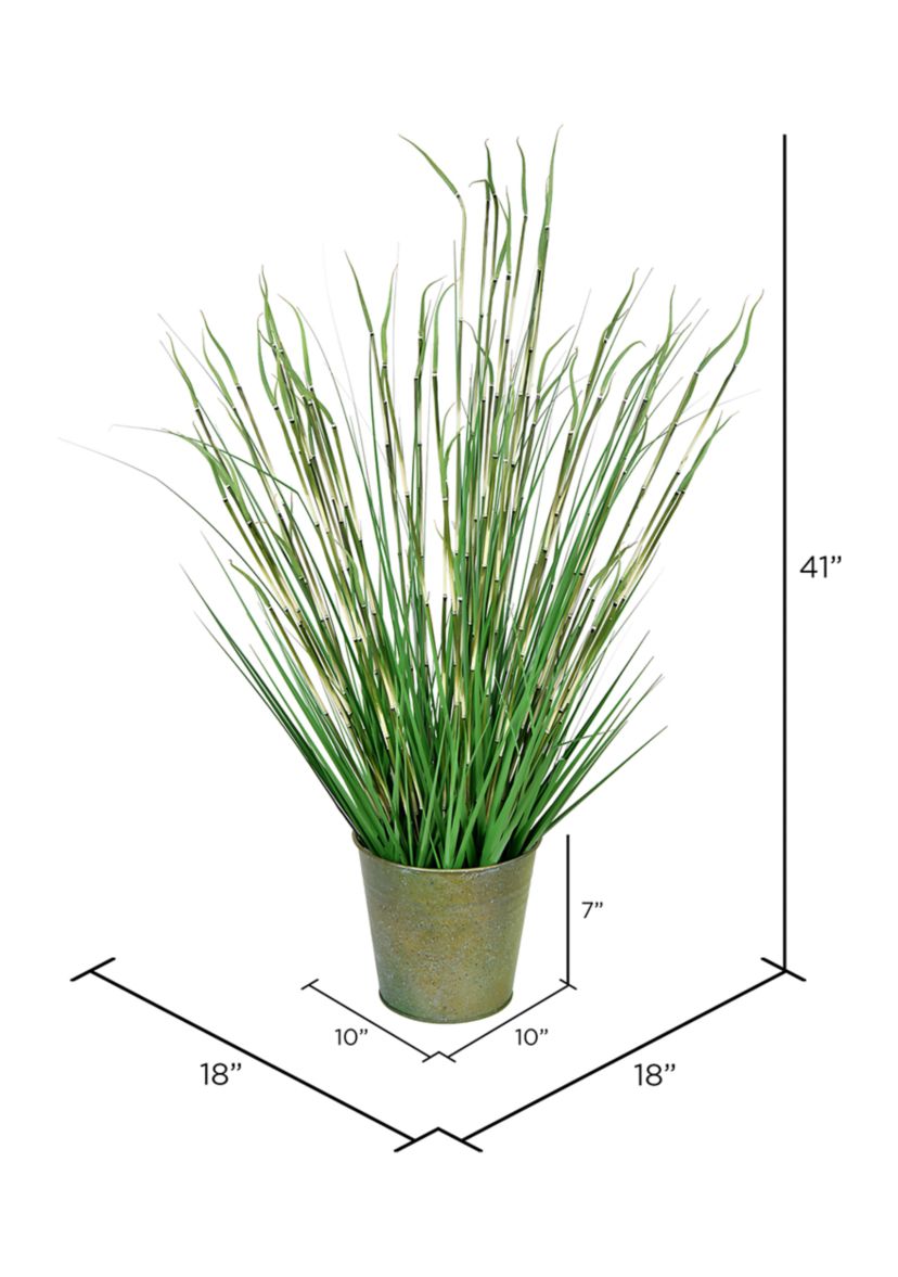 Potted Green Reed Grass