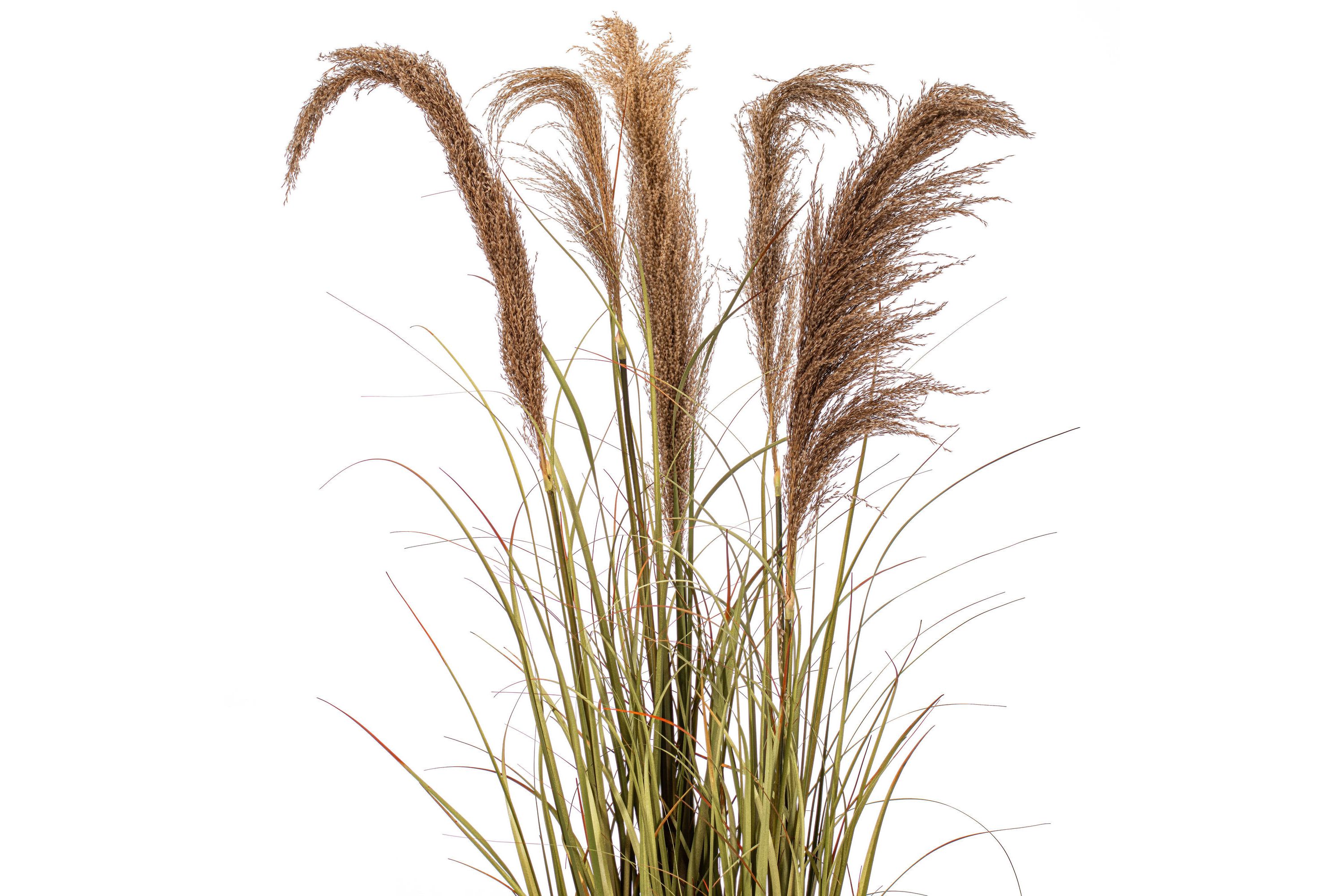 Vickerman 55" Artificial Potted Green Grass and Natural Reeds.