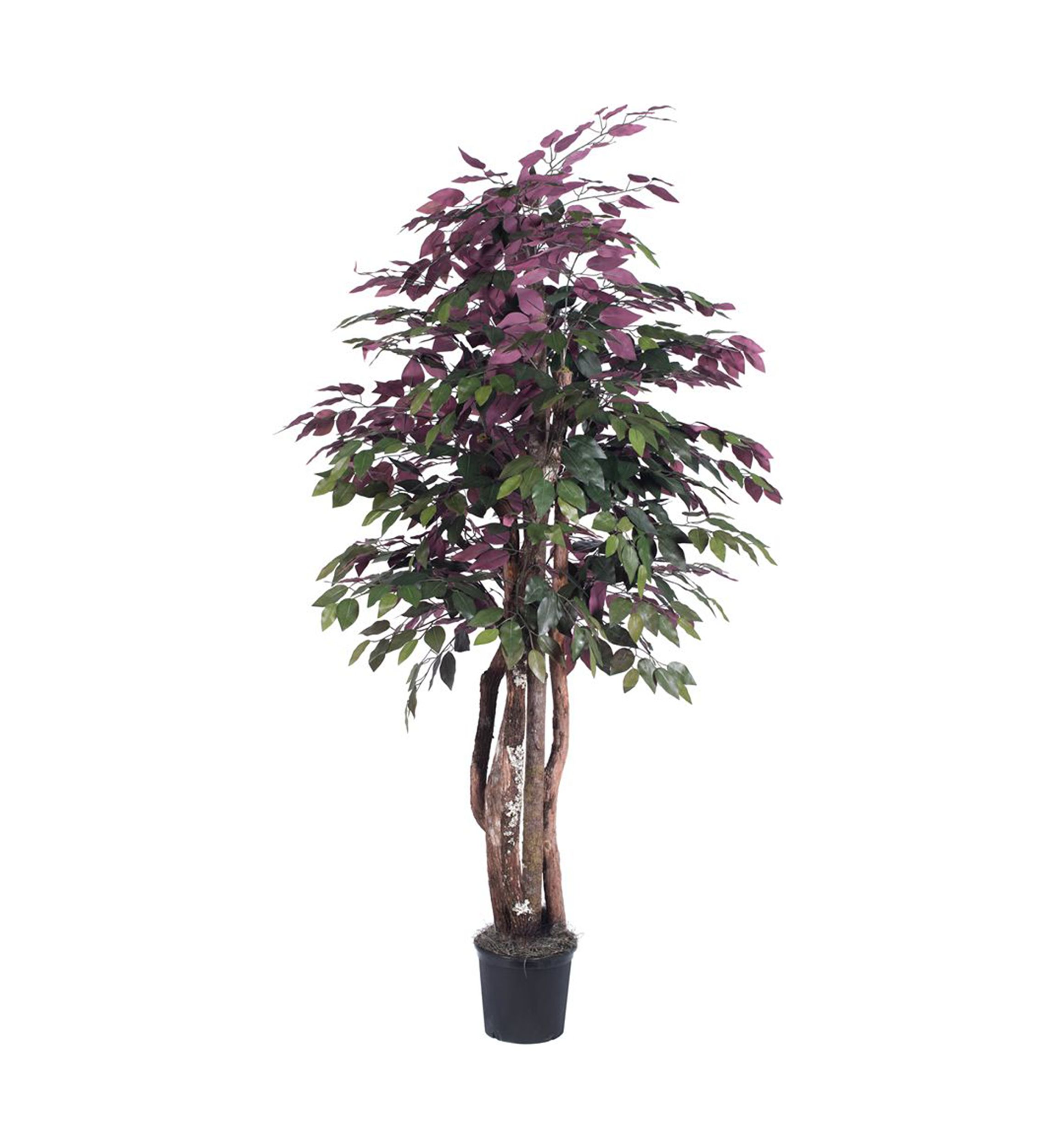 Artificial Capensia Executive, Plastic Pot