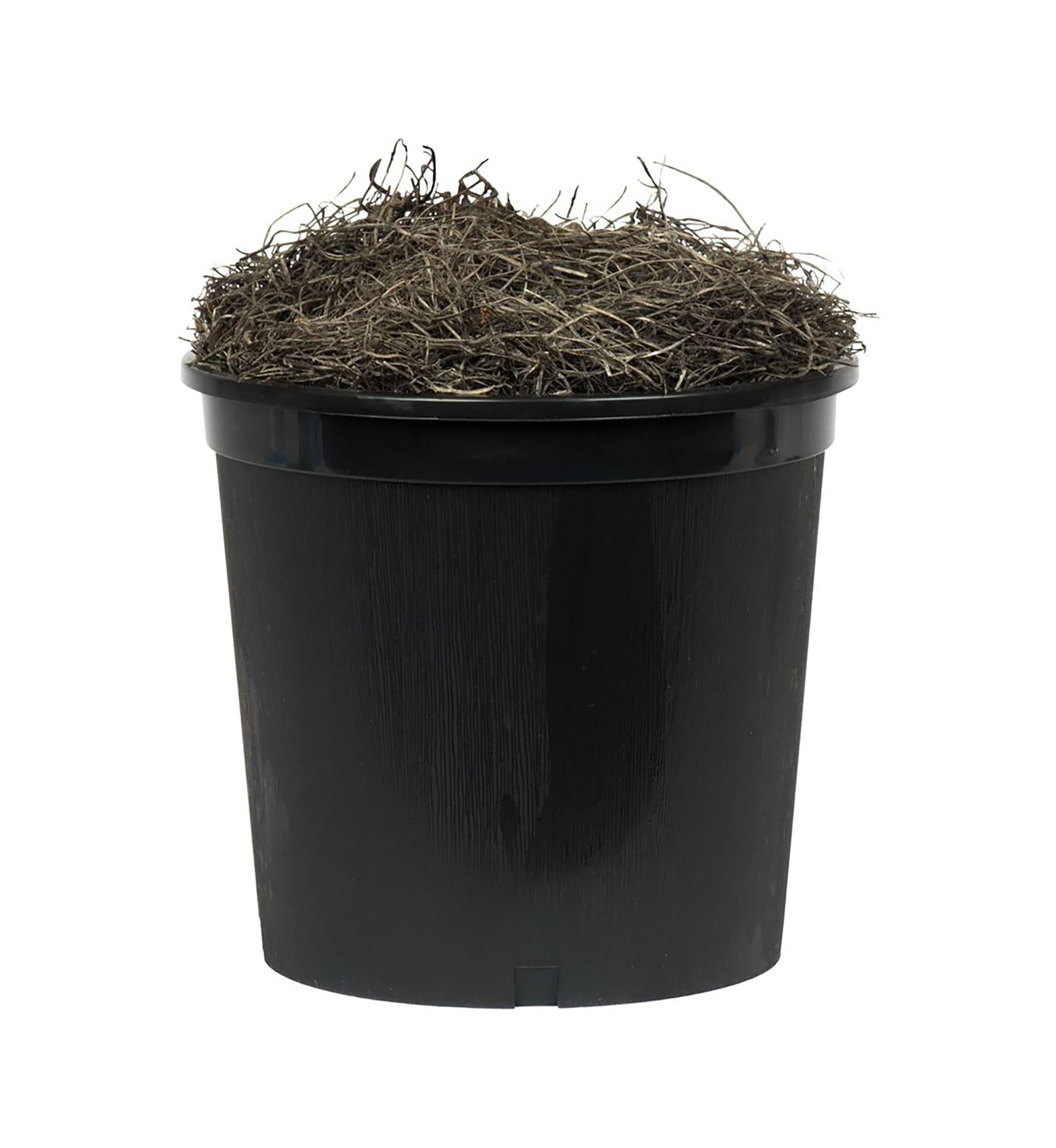 Artificial Capensia Executive, Plastic Pot