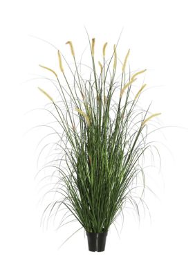Potted Green Foxtail Grass