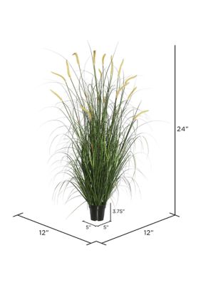 Potted Green Foxtail Grass