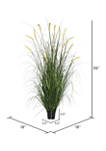 Potted Green Foxtail Grass
