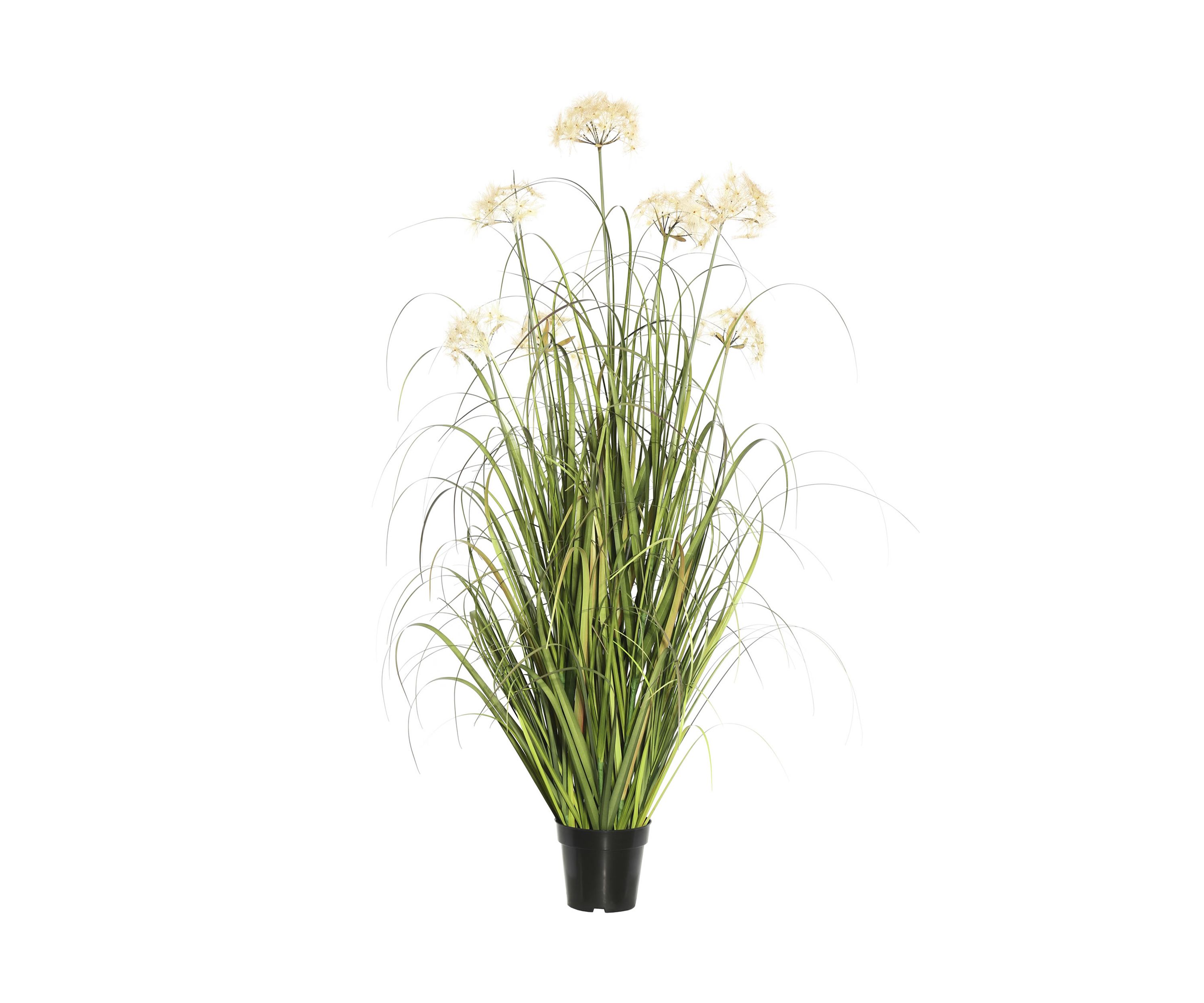 Potted Green Grass