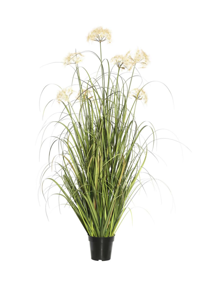 Potted Green Grass