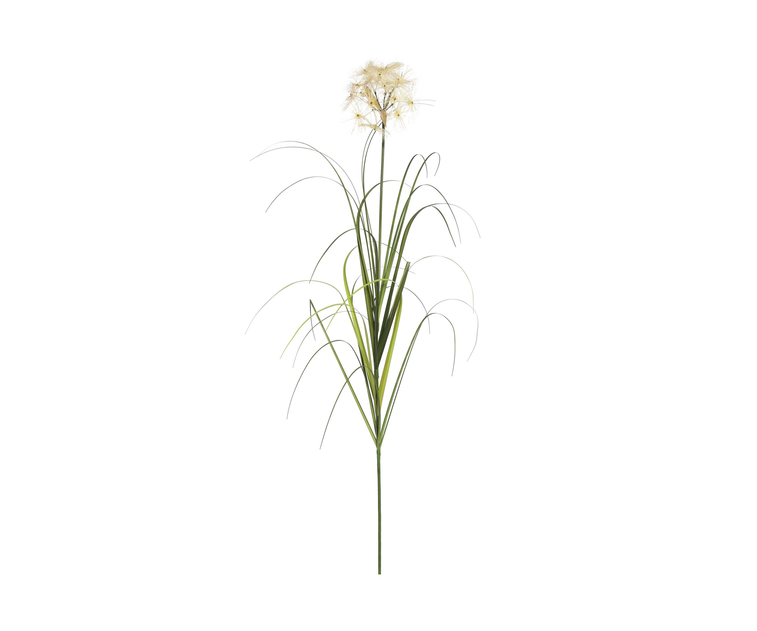 Potted Green Grass
