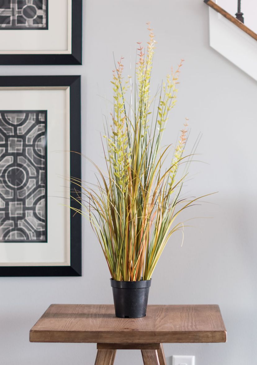 Potted Green and Brown Grass