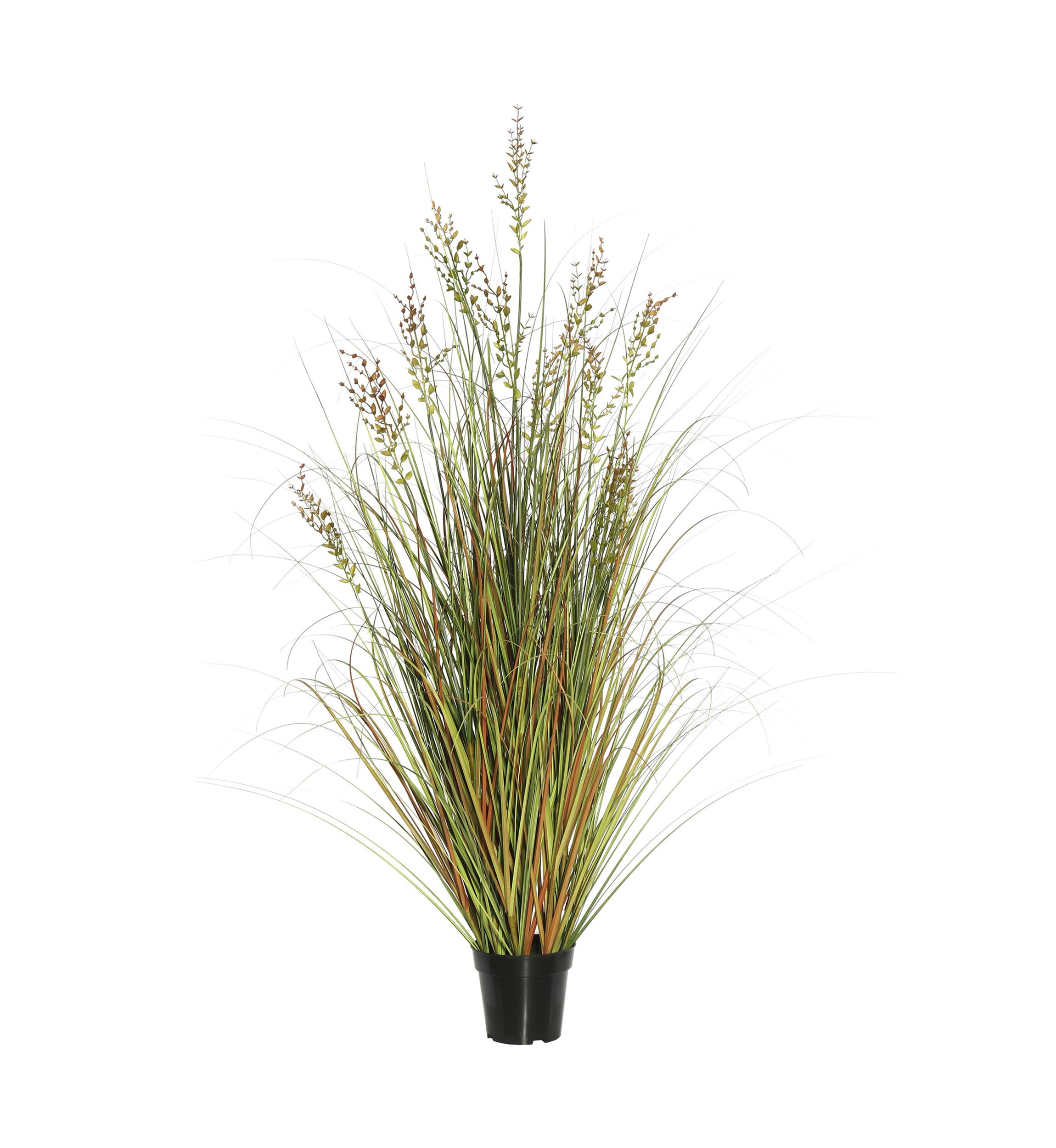 Potted Green and Brown Grass