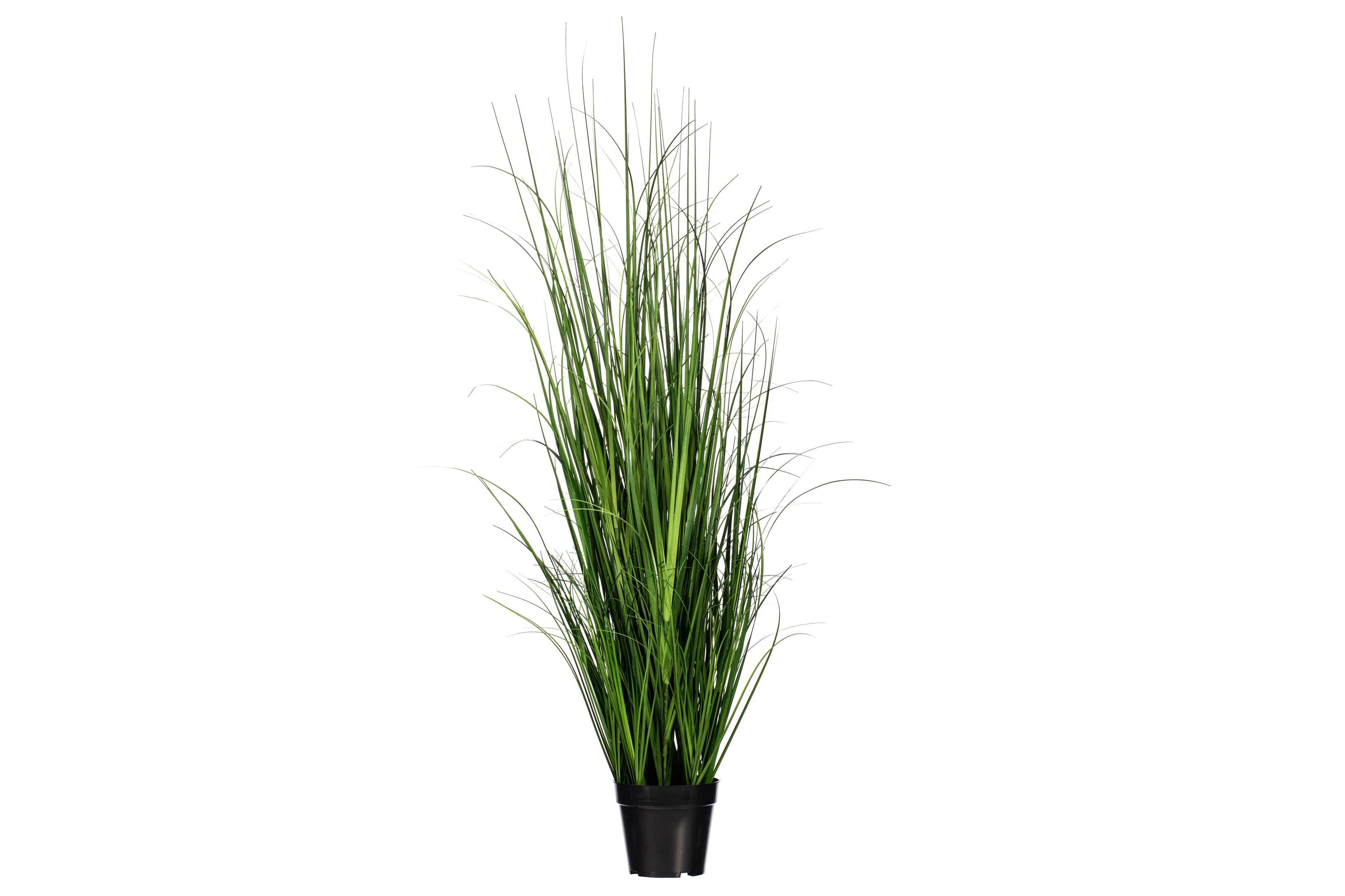 Vickerman 48" Potted Green Lemongrass