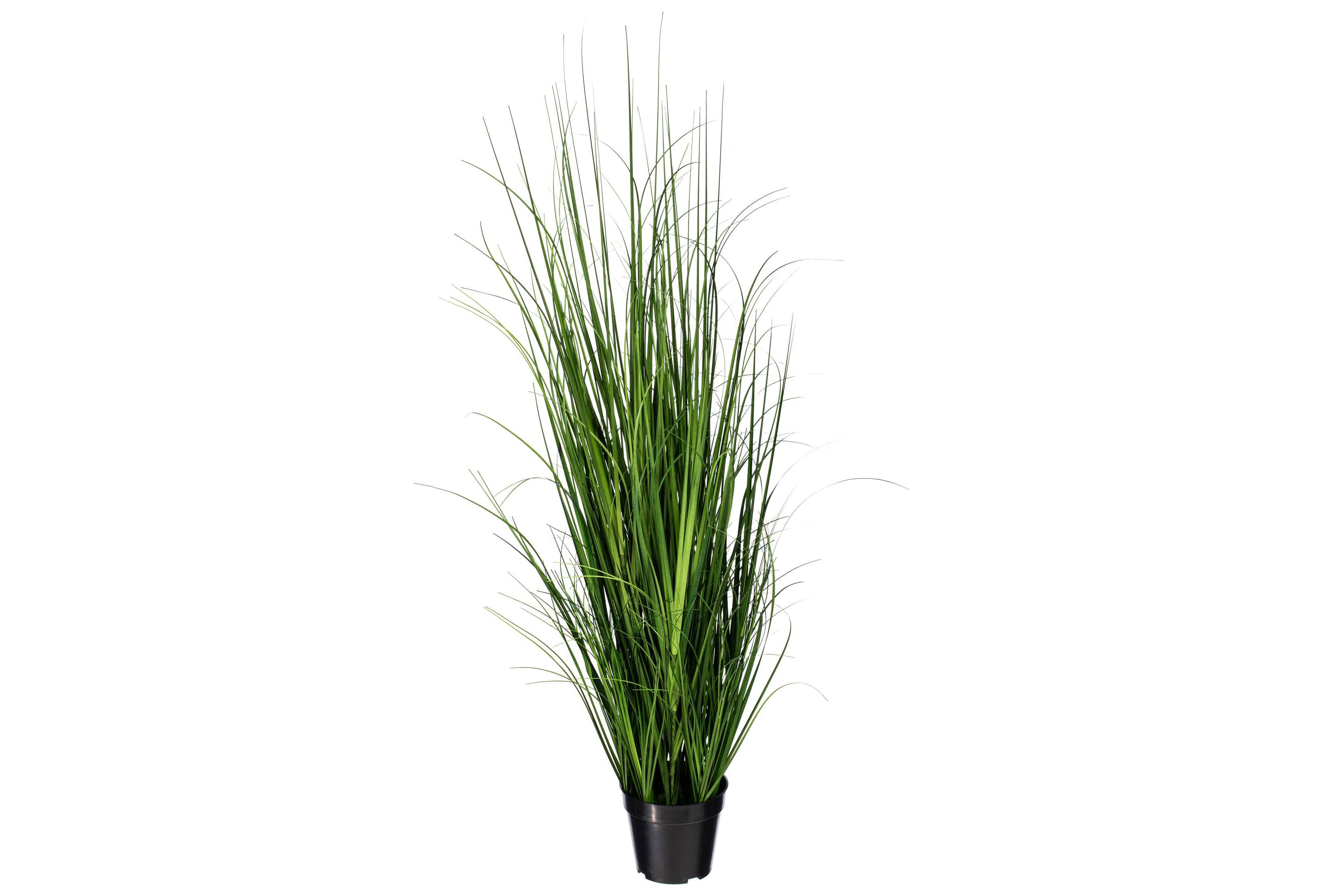 Vickerman 48" Potted Green Lemongrass