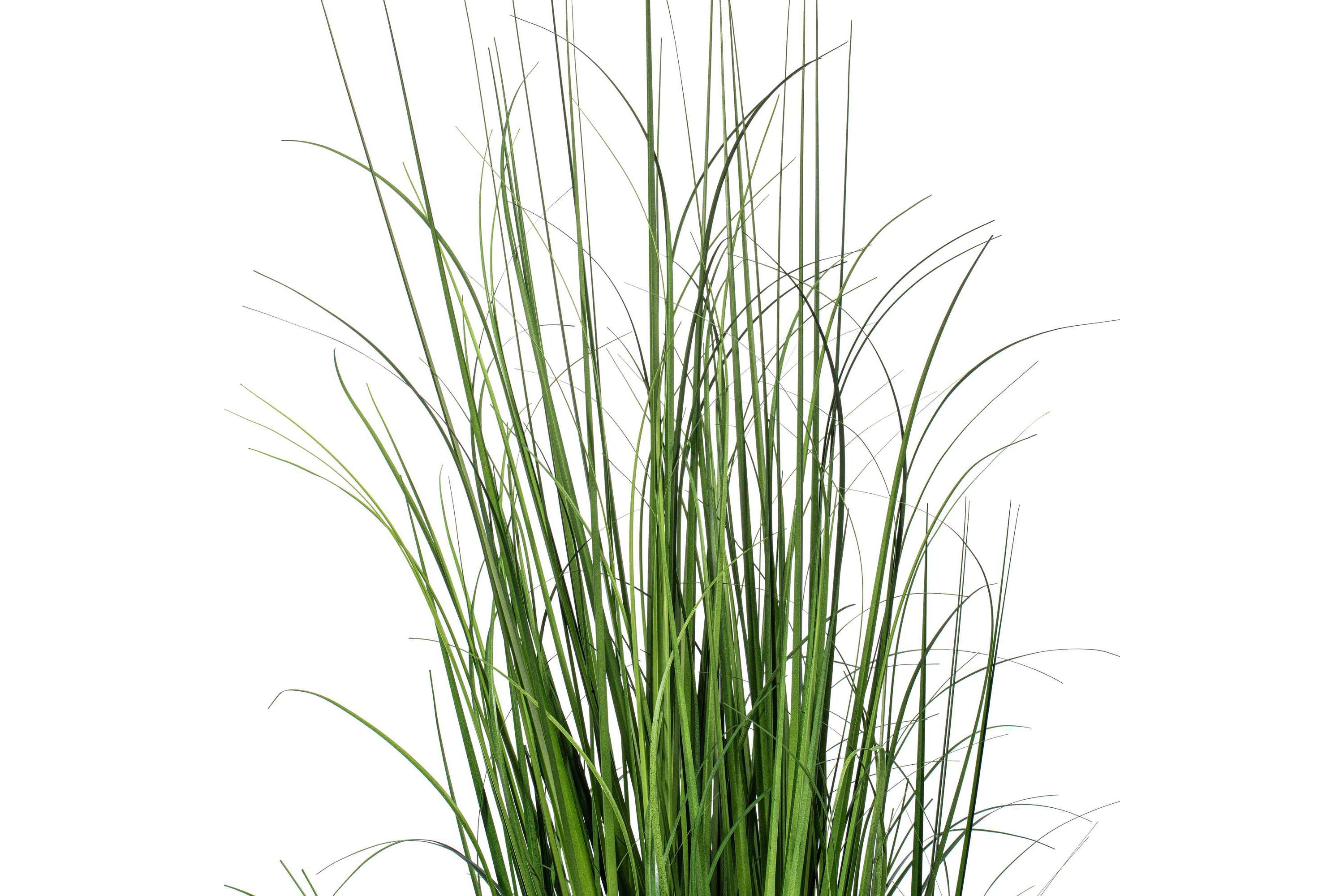 Vickerman 48" Potted Green Lemongrass