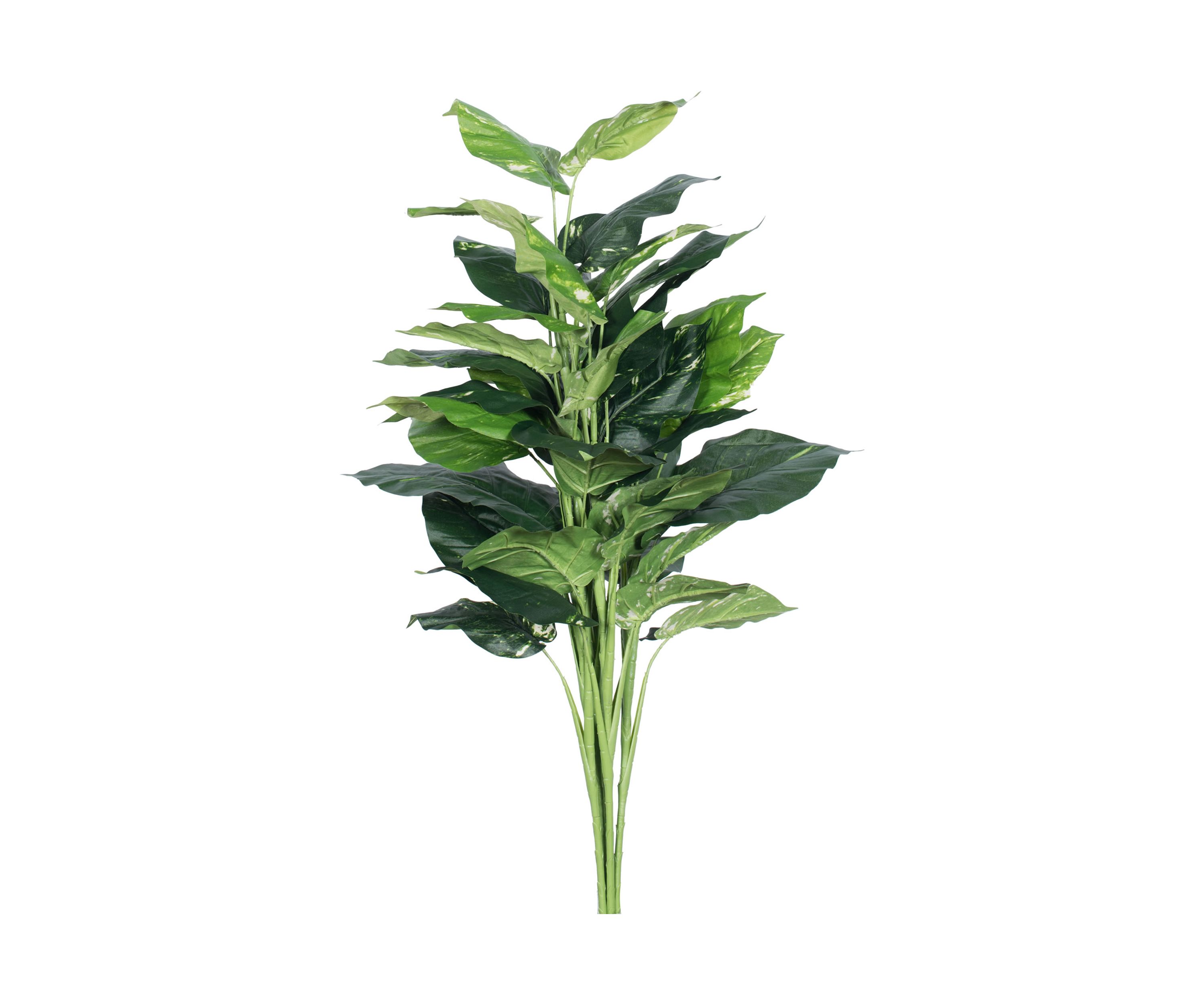Green Pathos Plant
