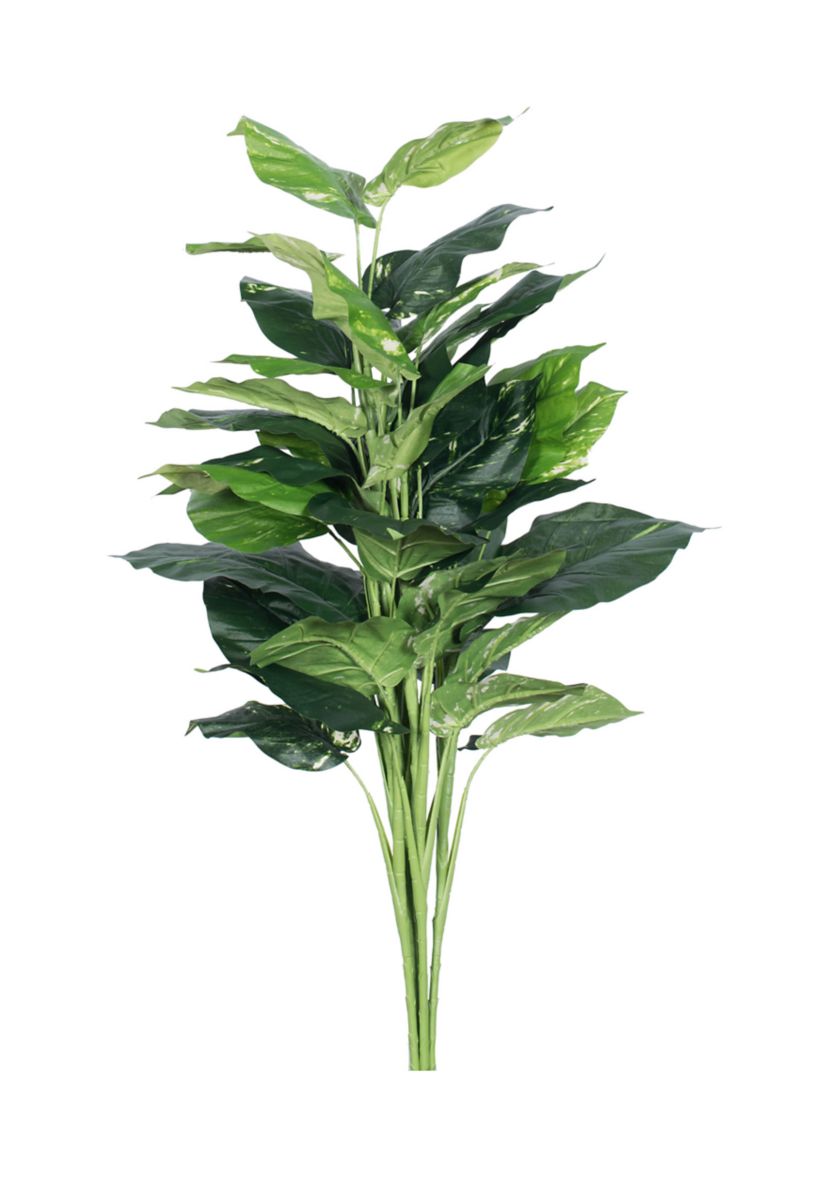Green Pathos Plant