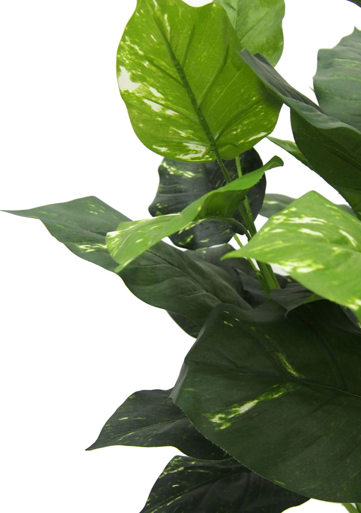 Green Pathos Plant