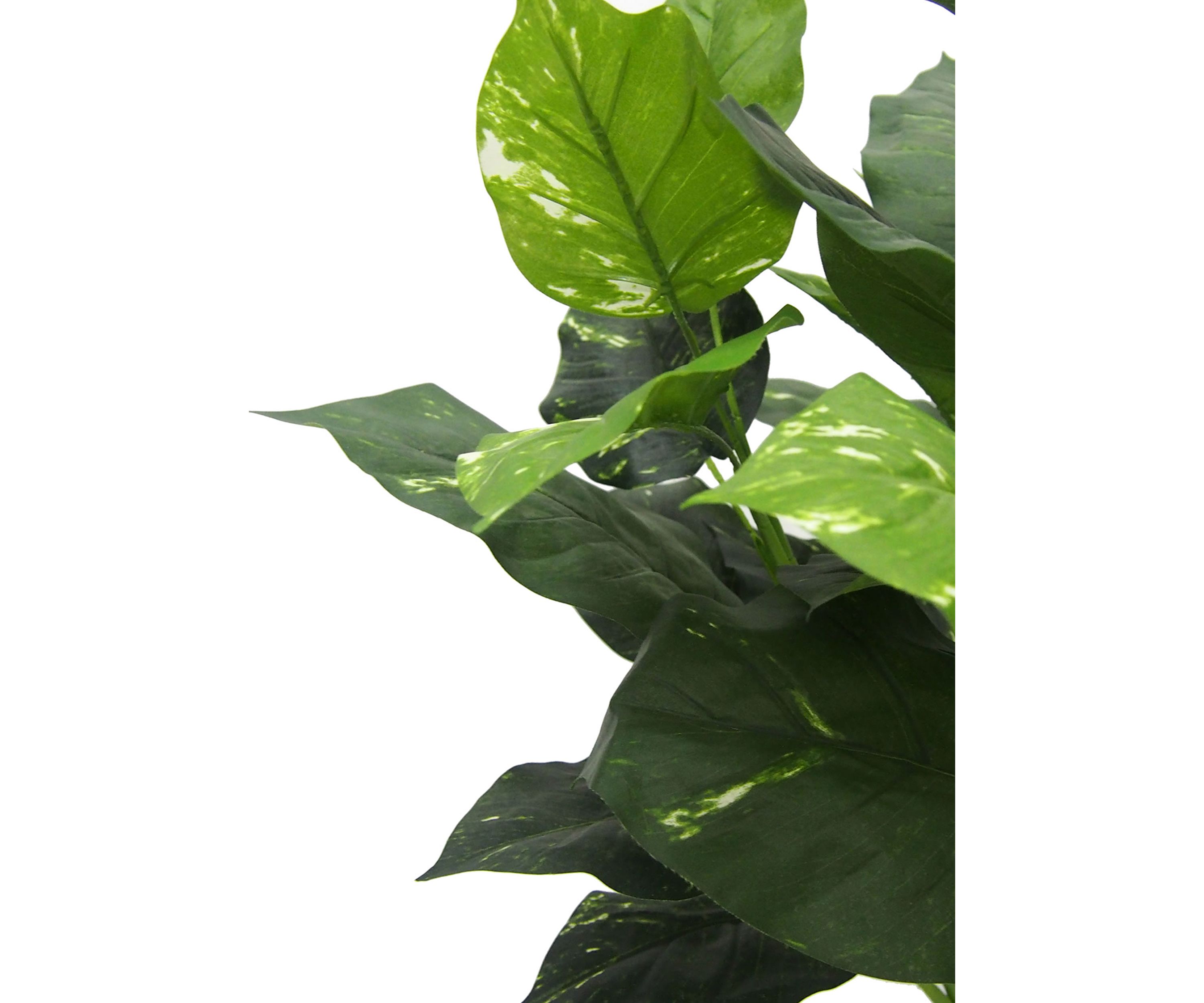 Green Pathos Plant