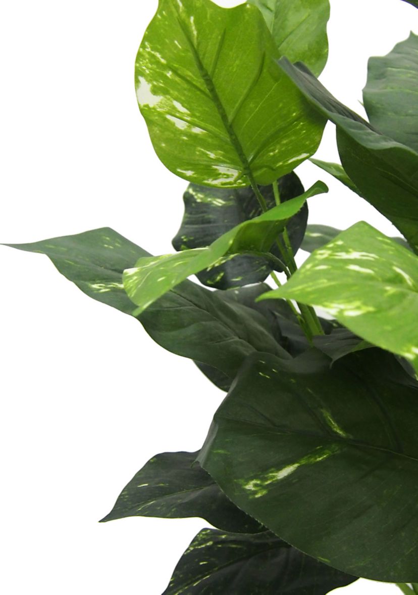 Green Pathos Plant
