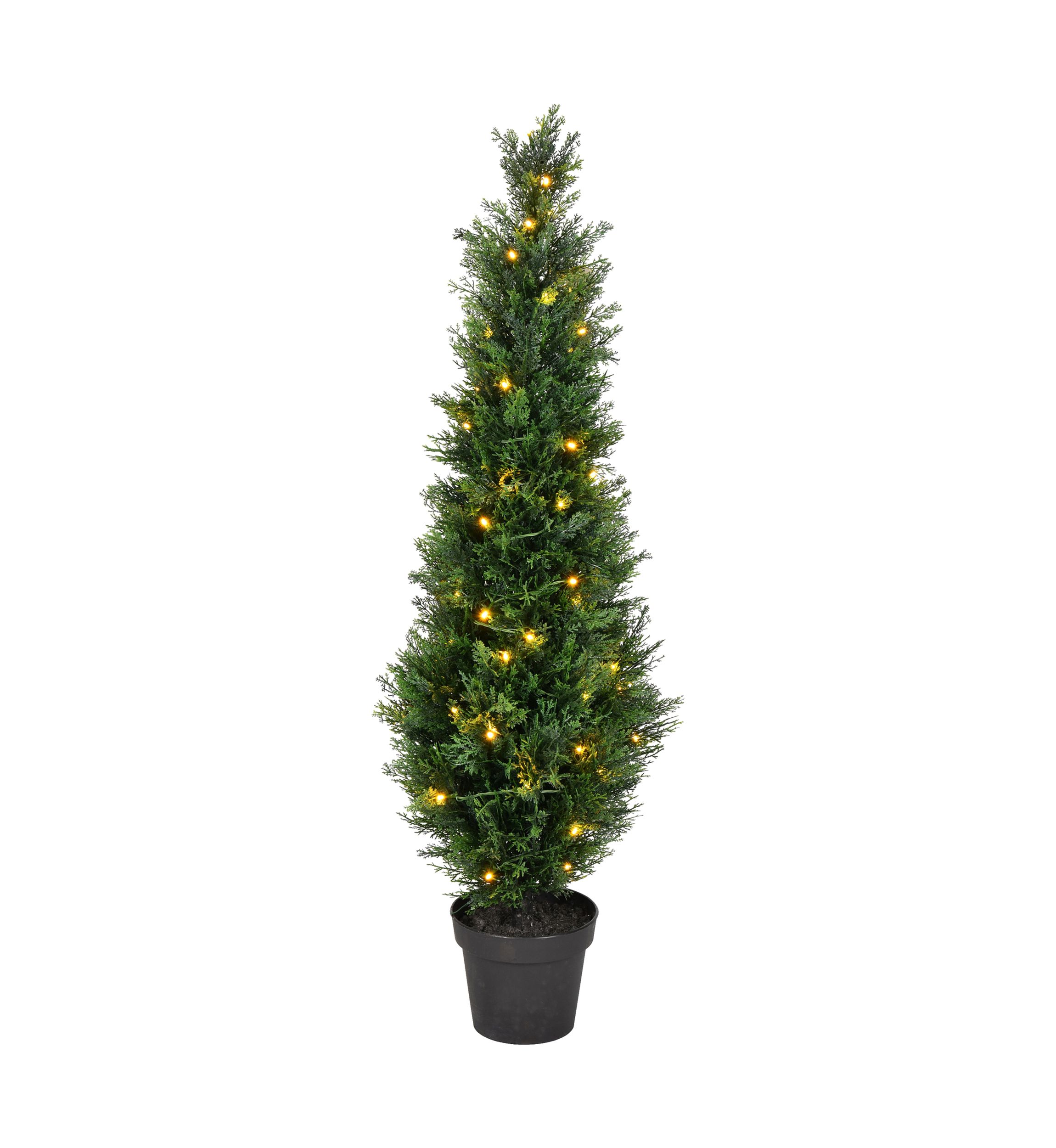 Potted Green Cedar Tree