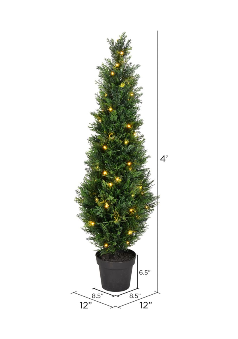 Potted Green Cedar Tree