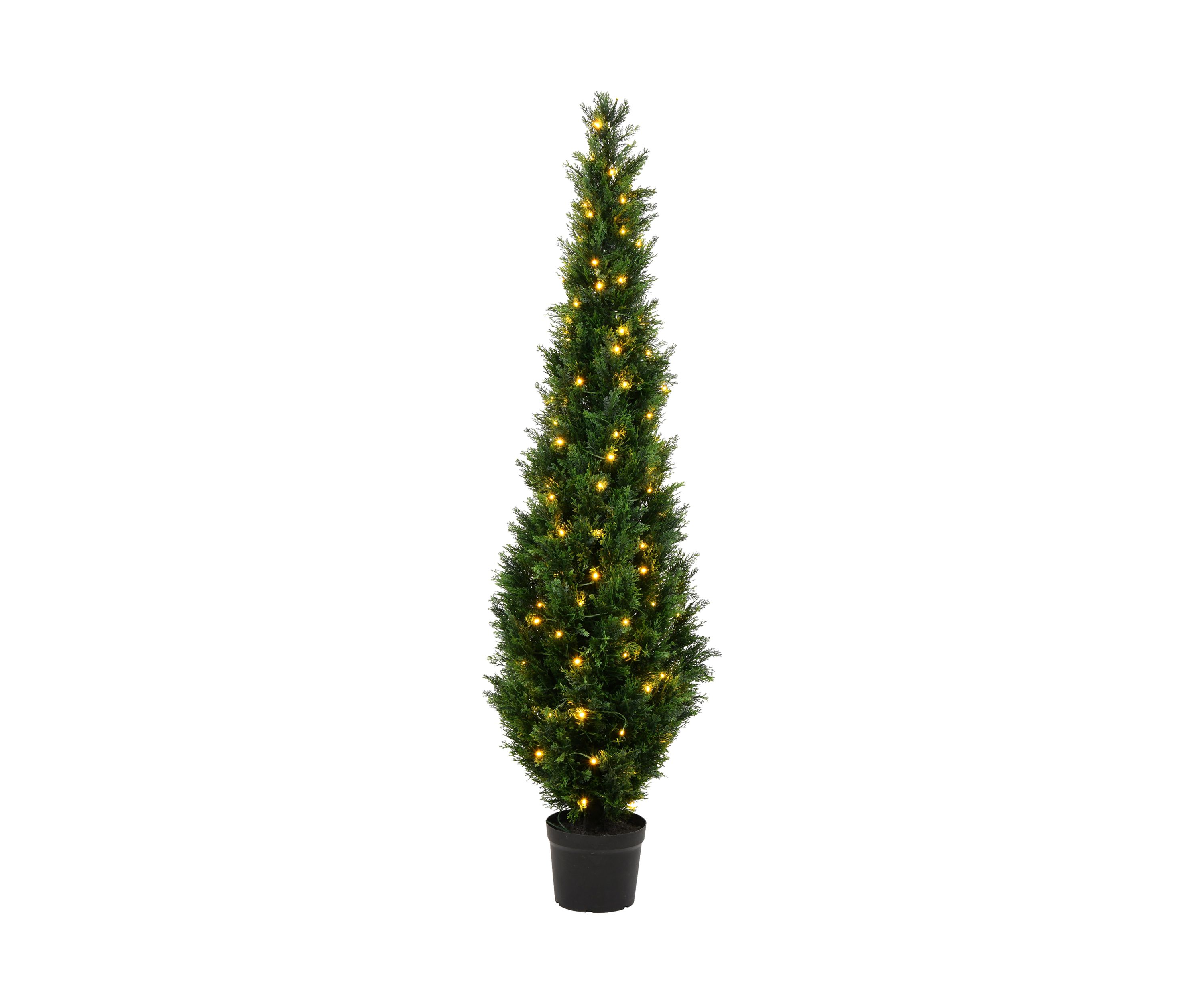 Potted Green Cedar Tree