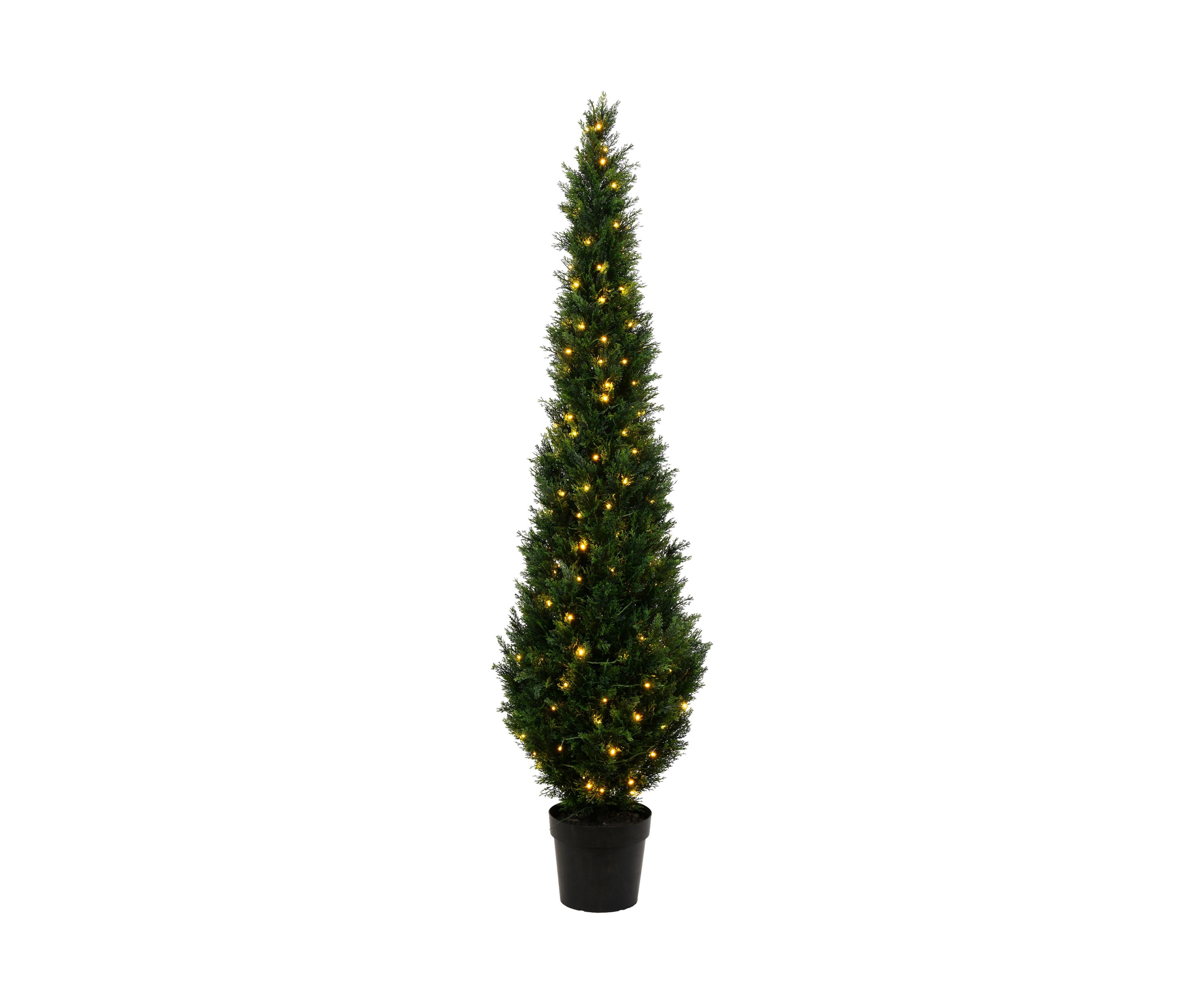 Potted Green Cedar Tree