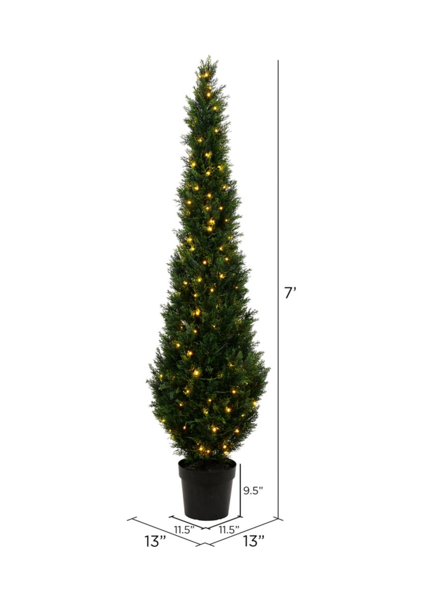 Potted Green Cedar Tree