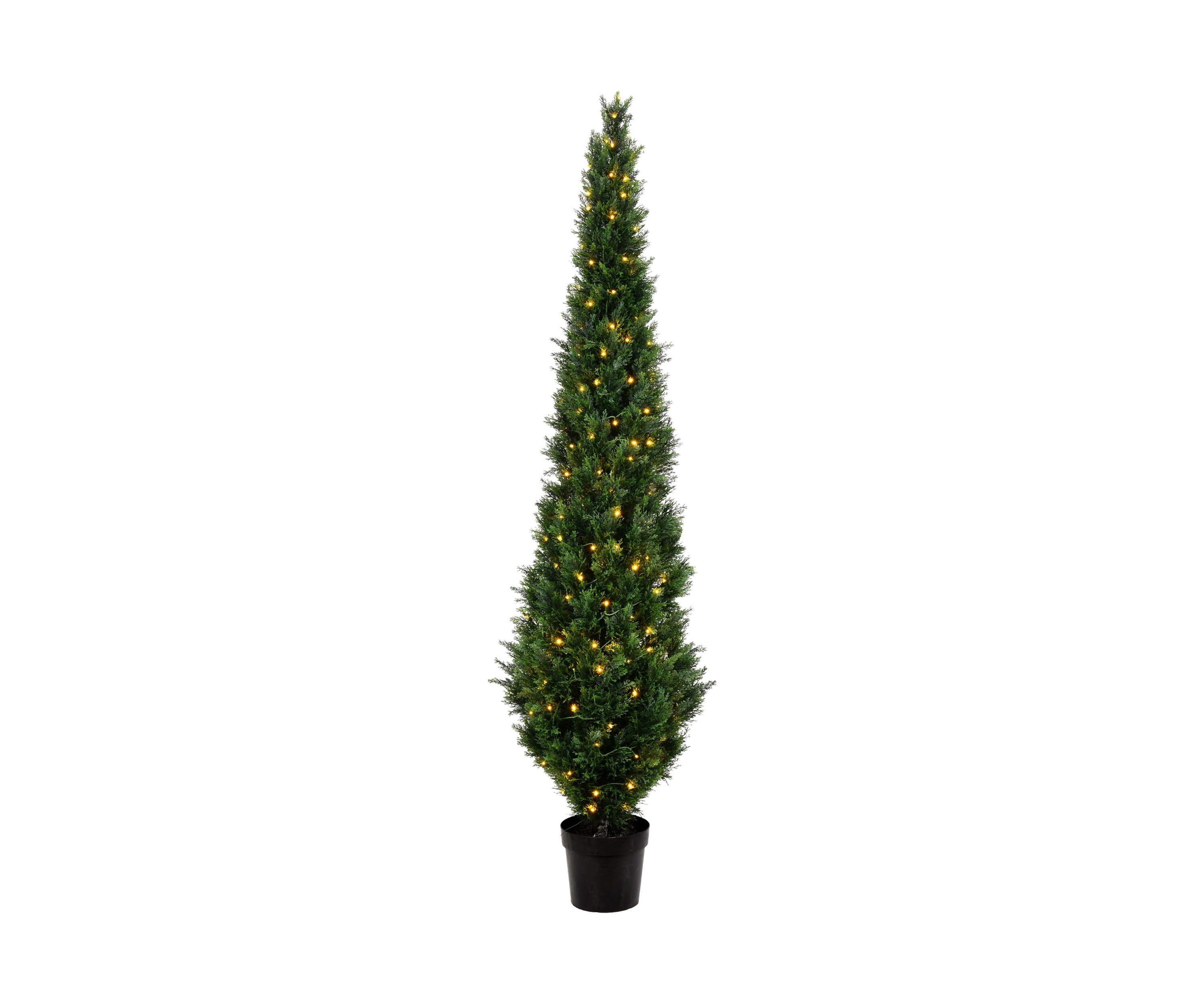 Potted Green Cedar Tree