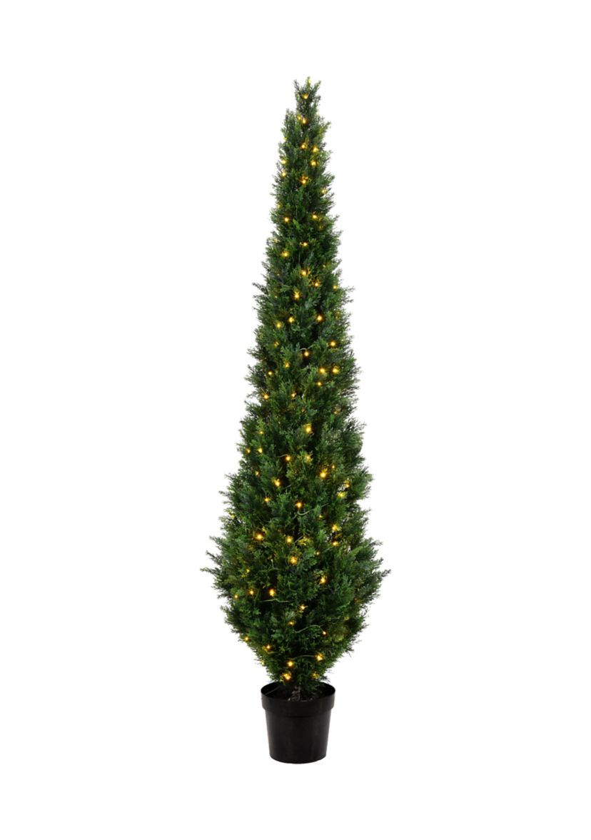 Potted Green Cedar Tree