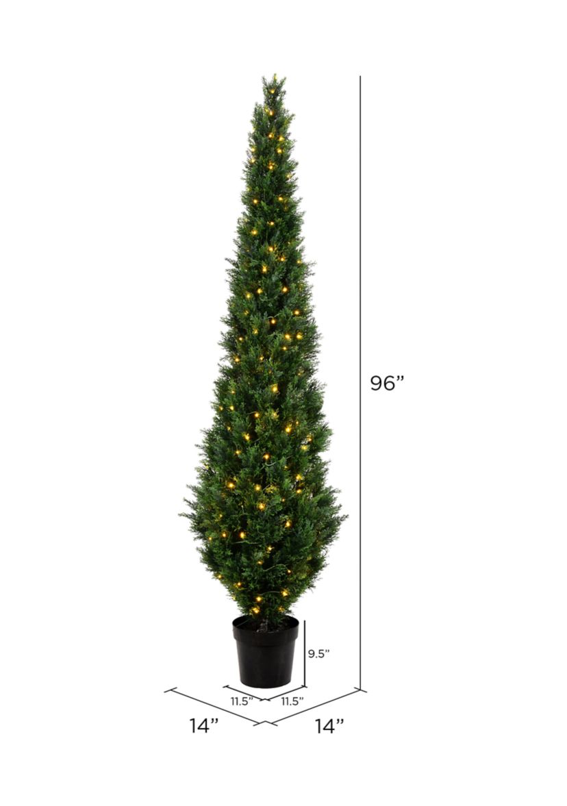 Potted Green Cedar Tree