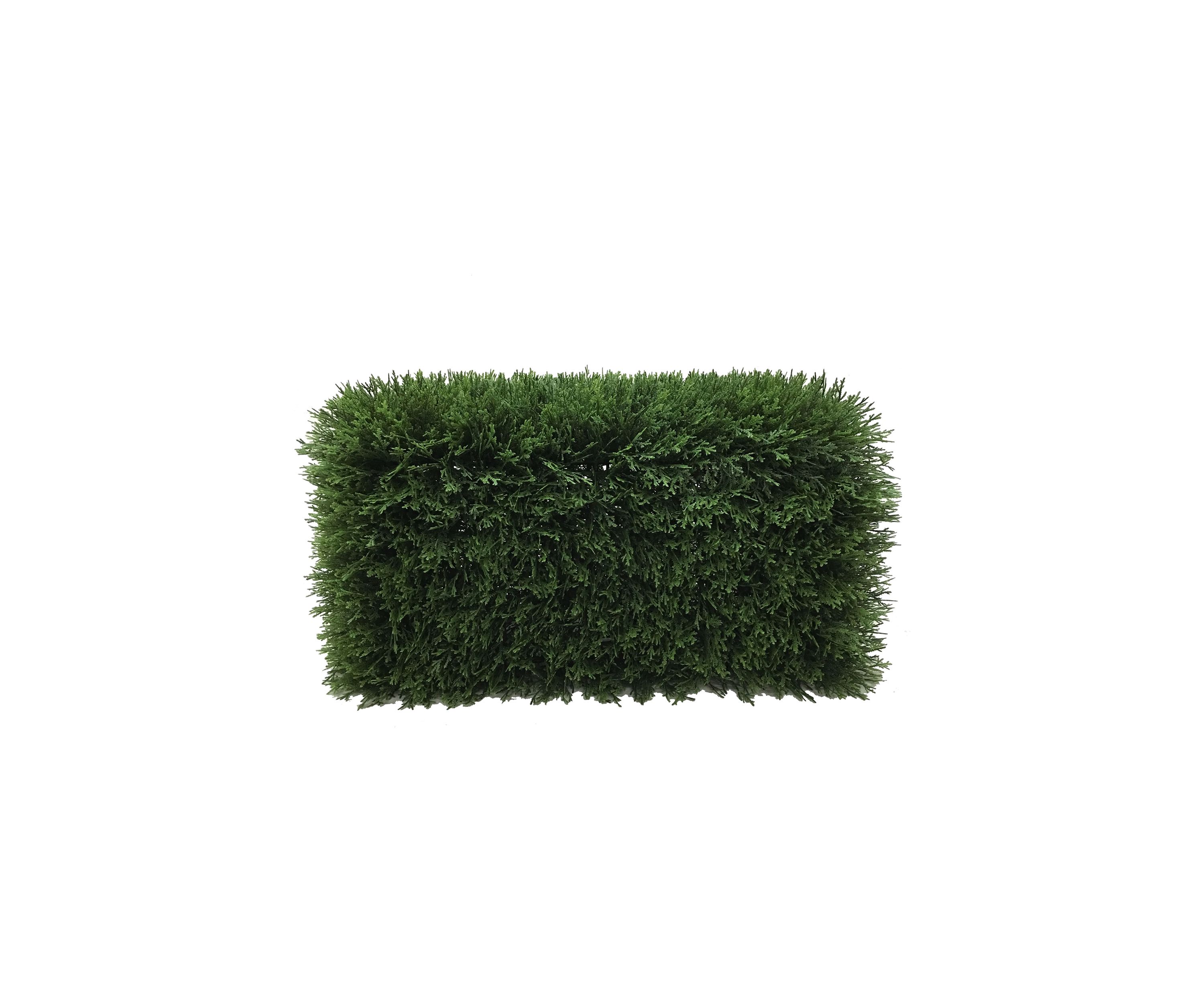 Green Cedar Hedge