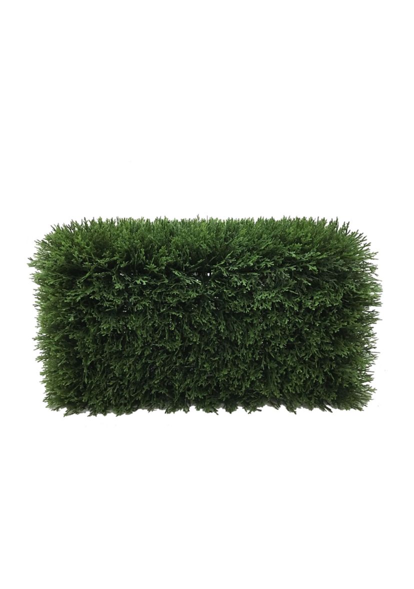 Green Cedar Hedge