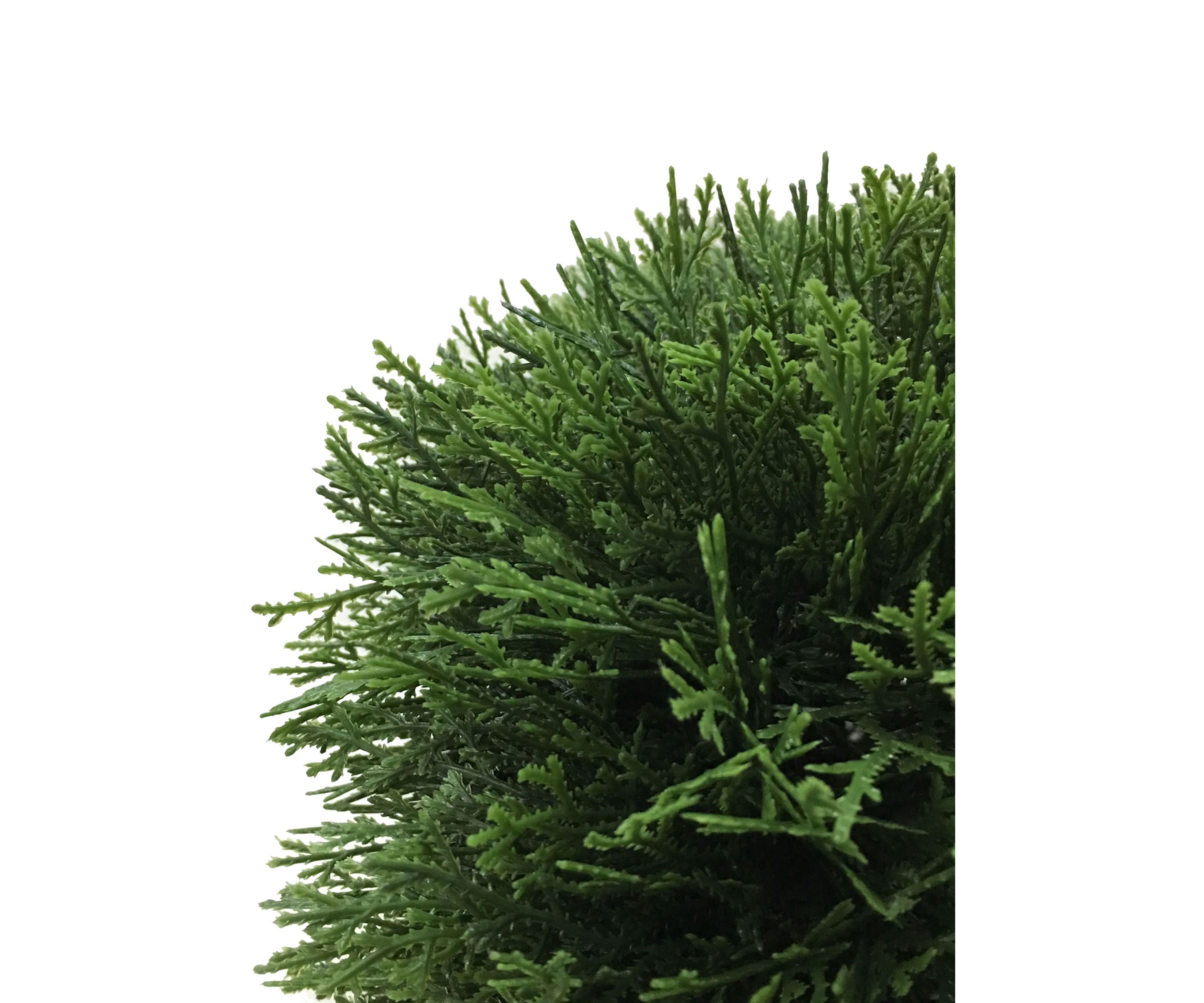 Green Cedar Hedge