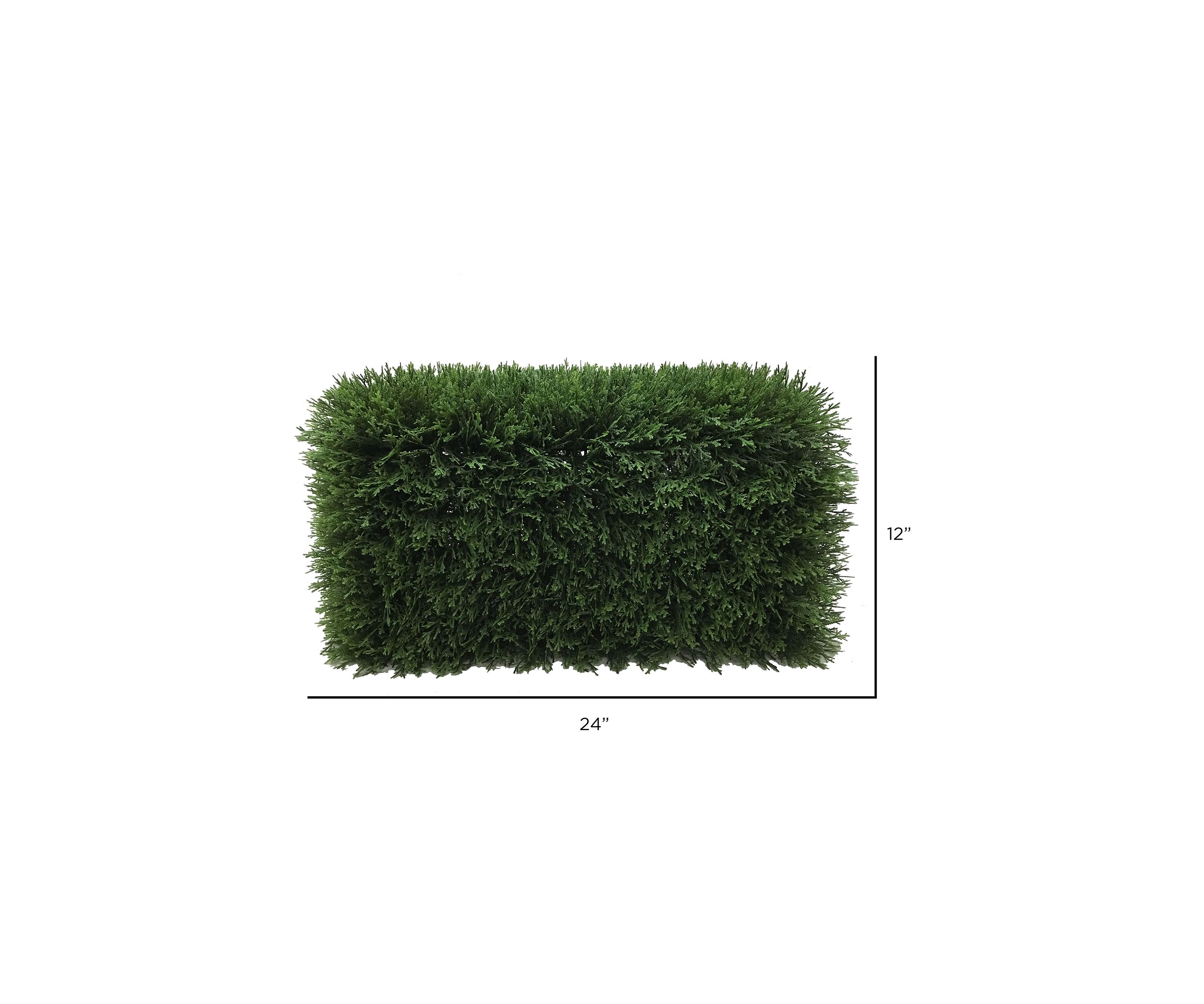 Green Cedar Hedge