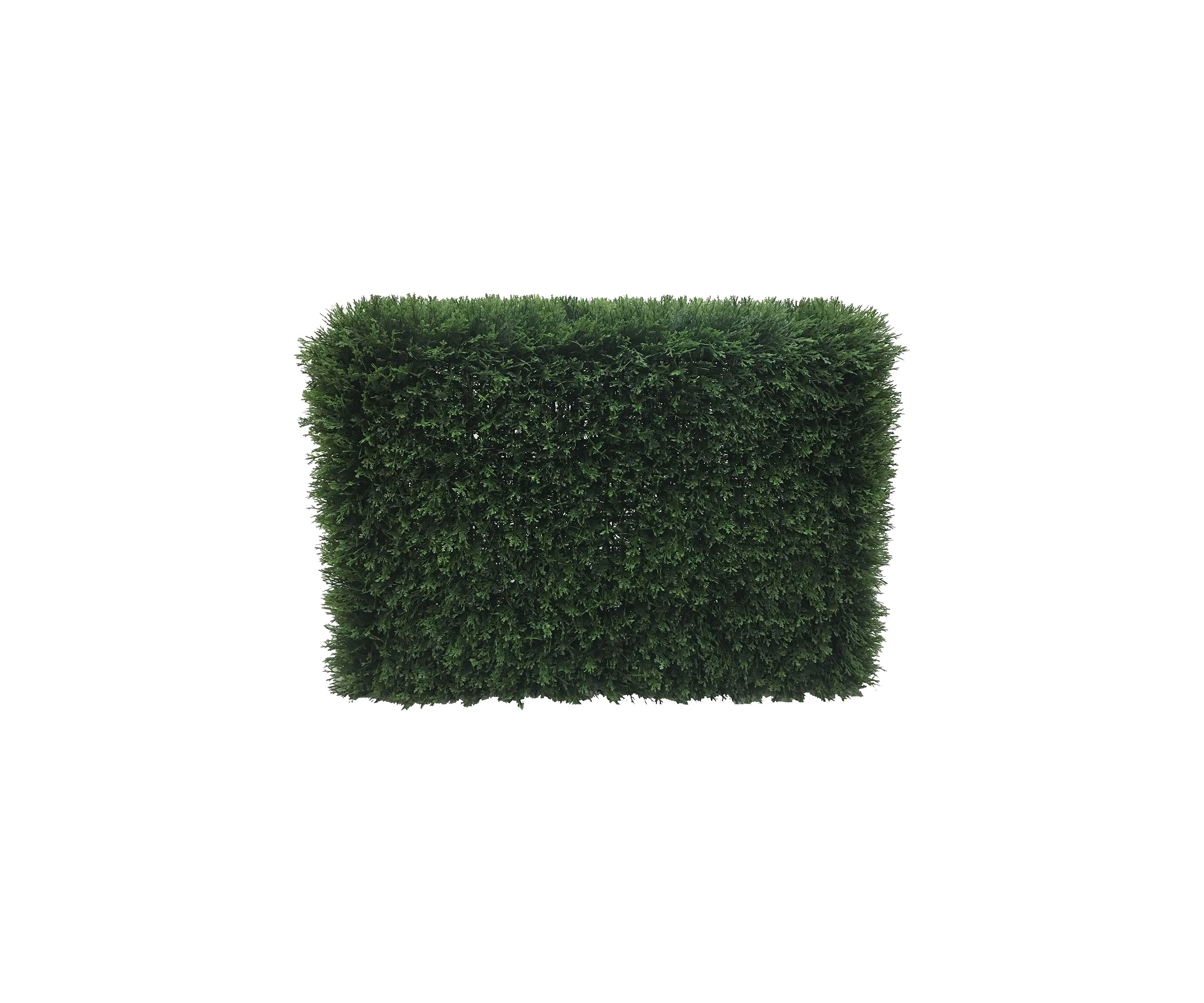 Green Cedar Hedge