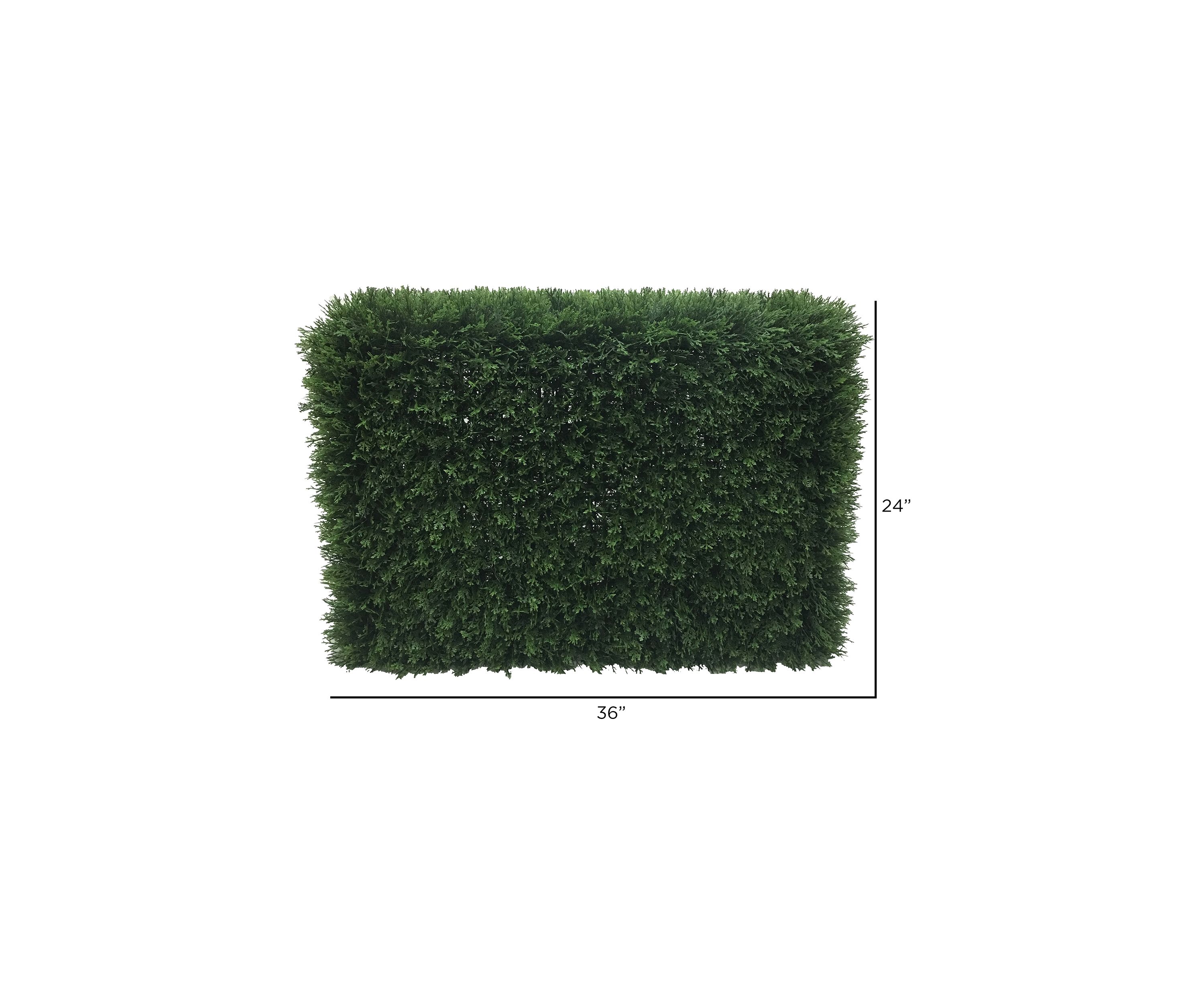 Green Cedar Hedge