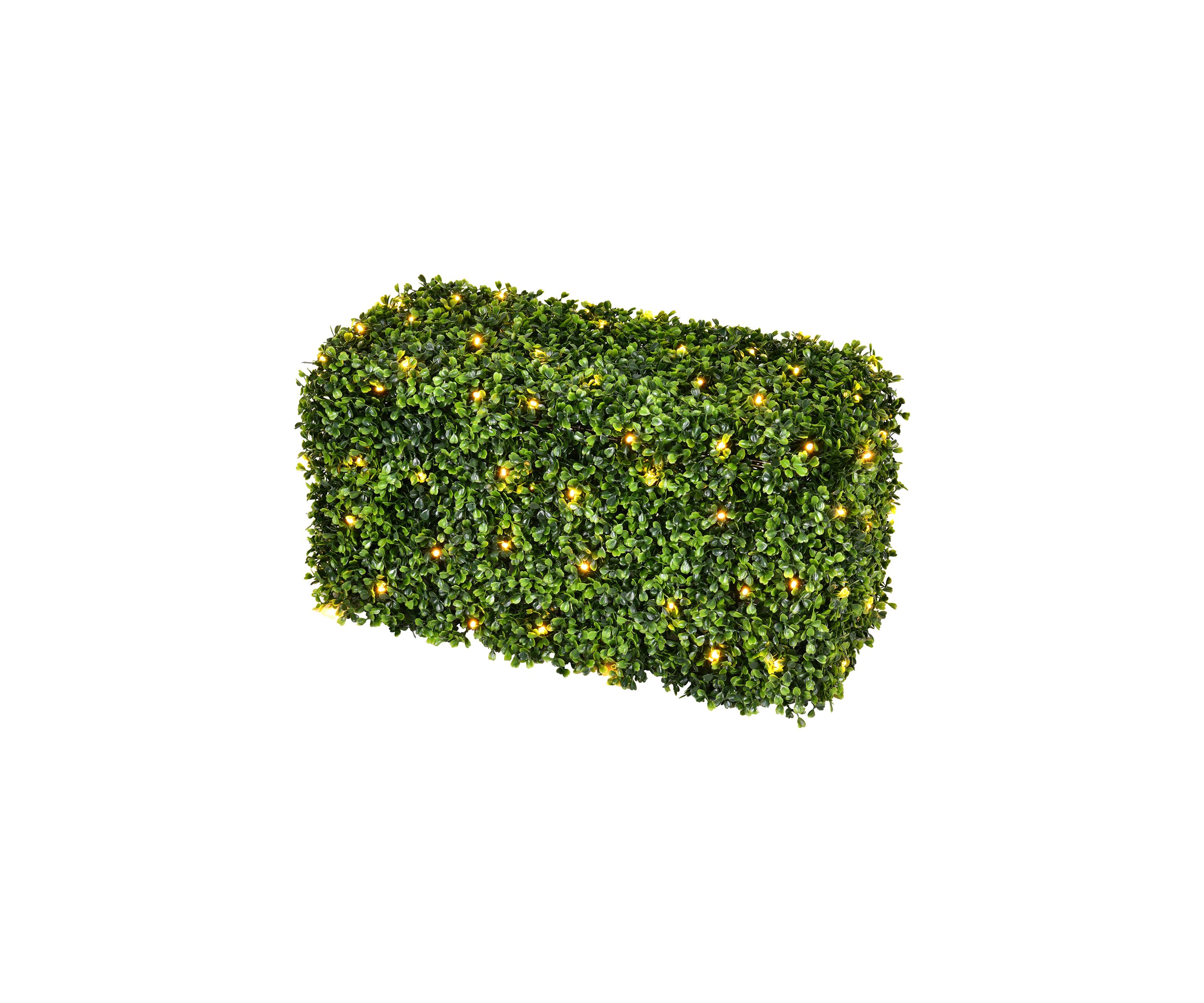 Green Boxwood Hedge