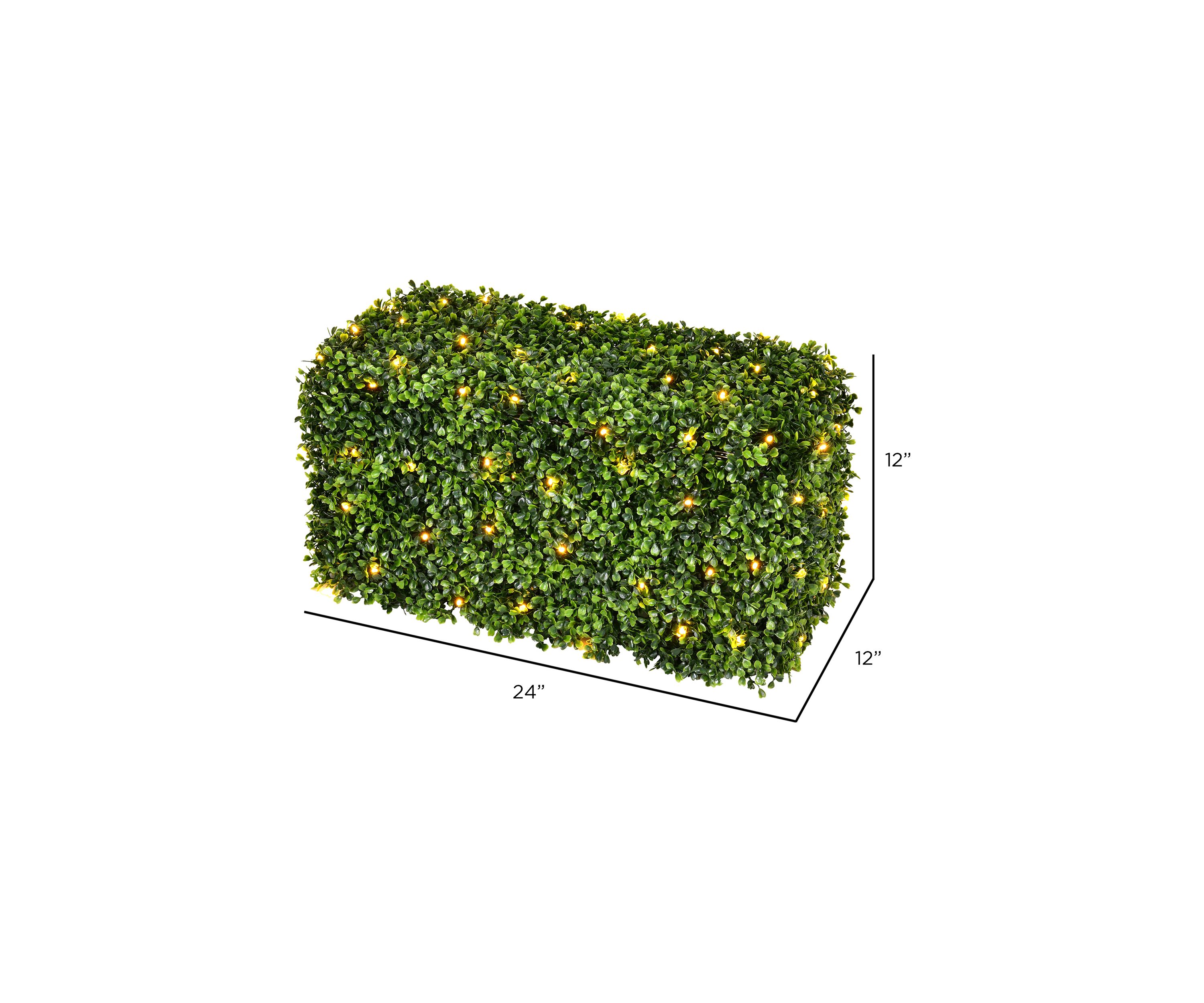 Green Boxwood Hedge