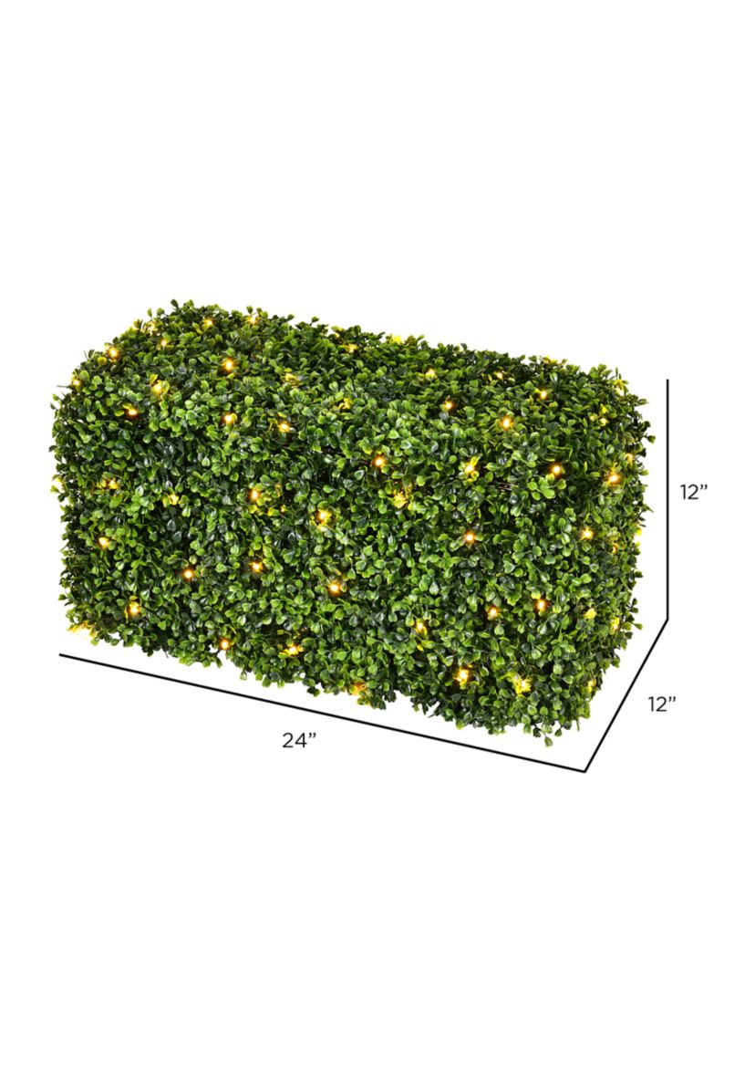 Green Boxwood Hedge