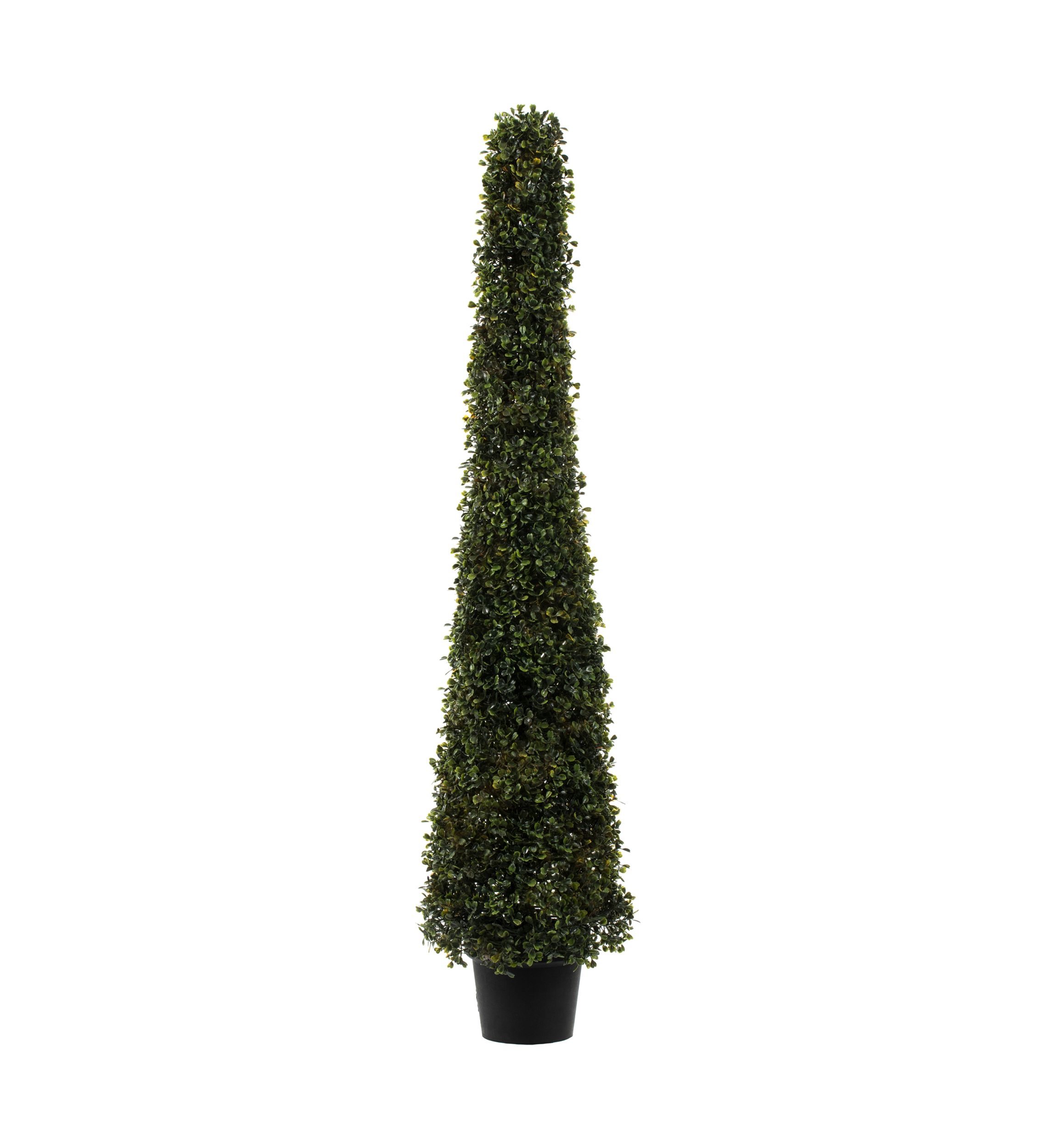 Potted Boxwood Cone