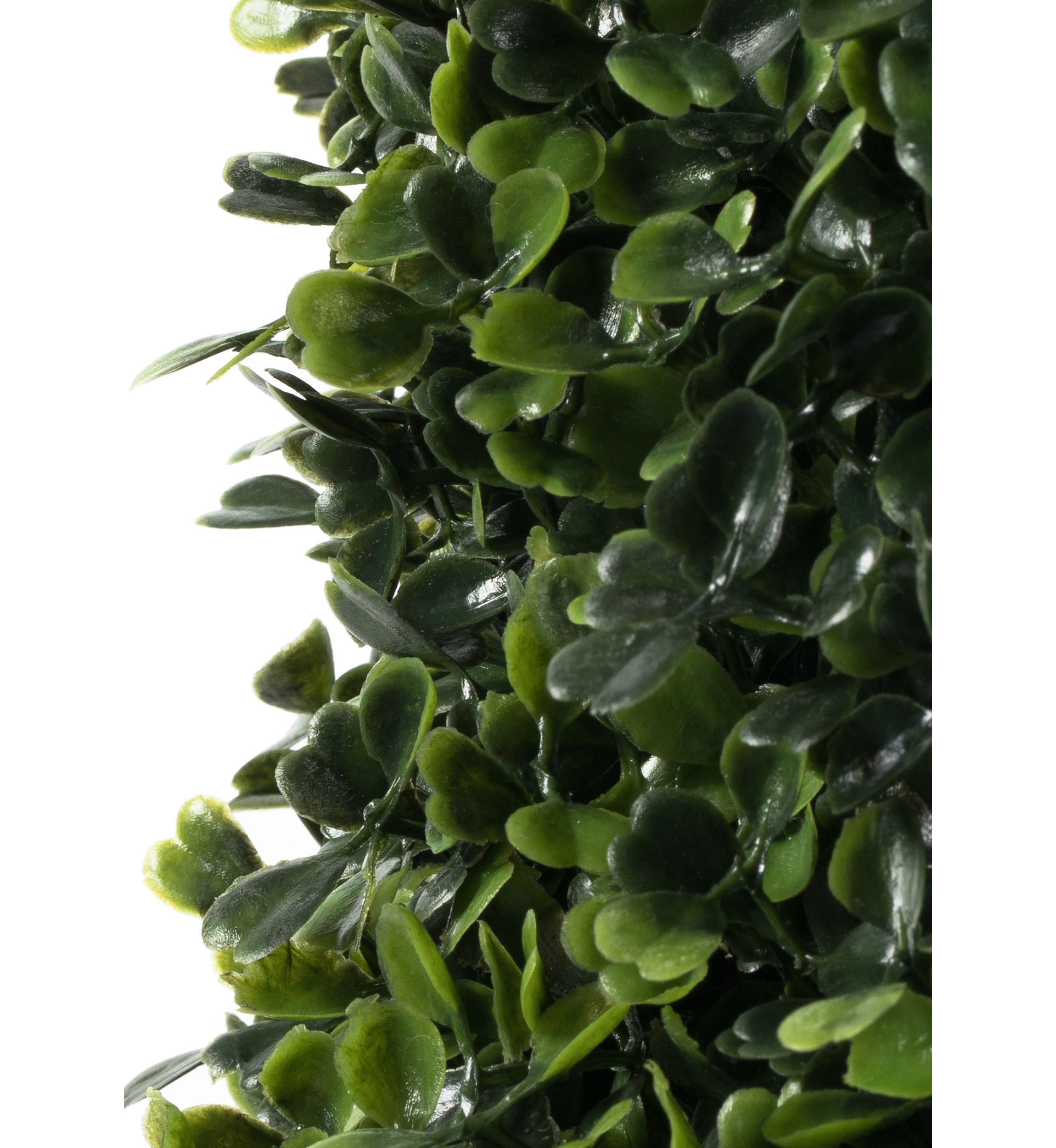 Potted Boxwood Cone